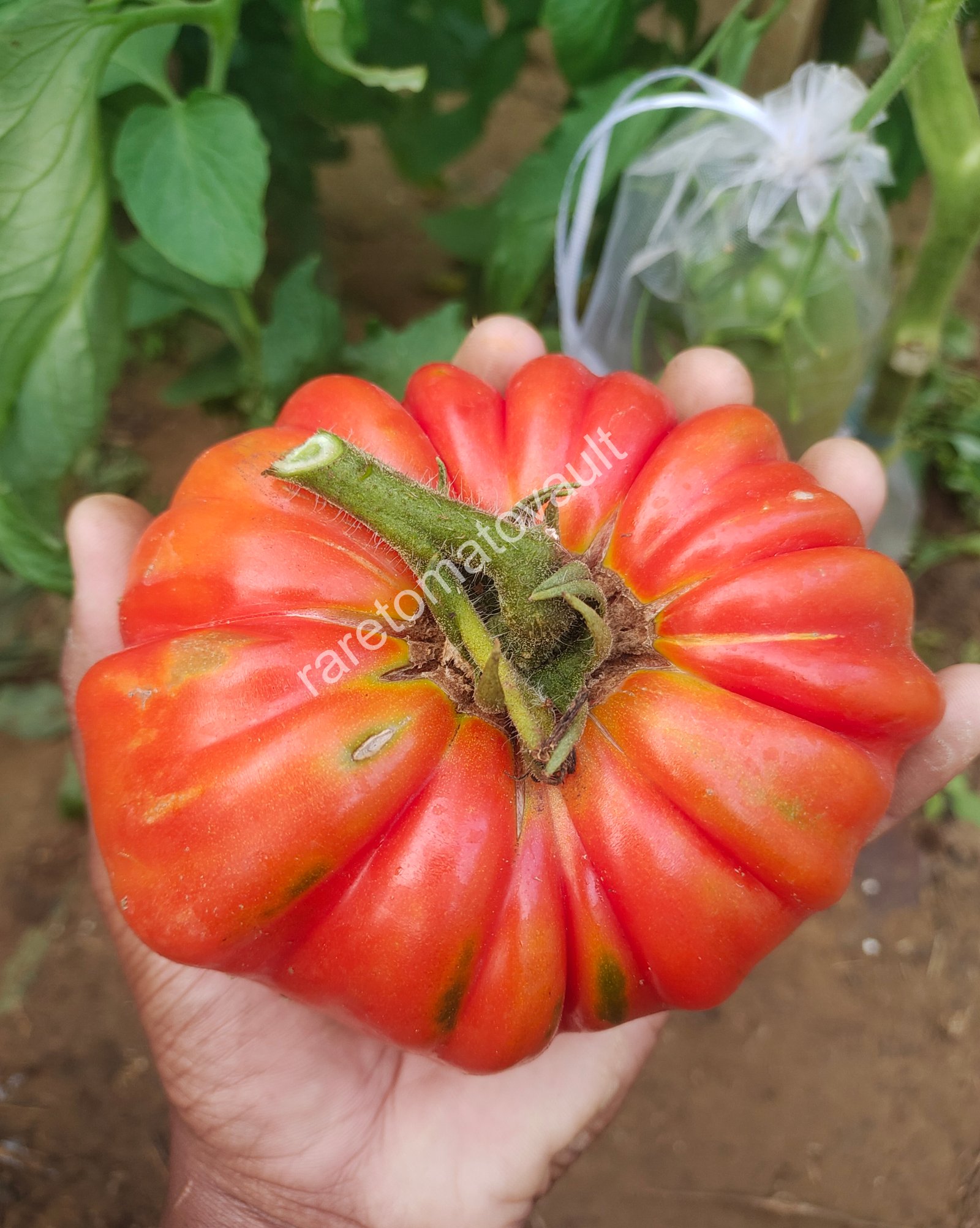 Ricco Di Parma Tomato (Italian Heirloom)