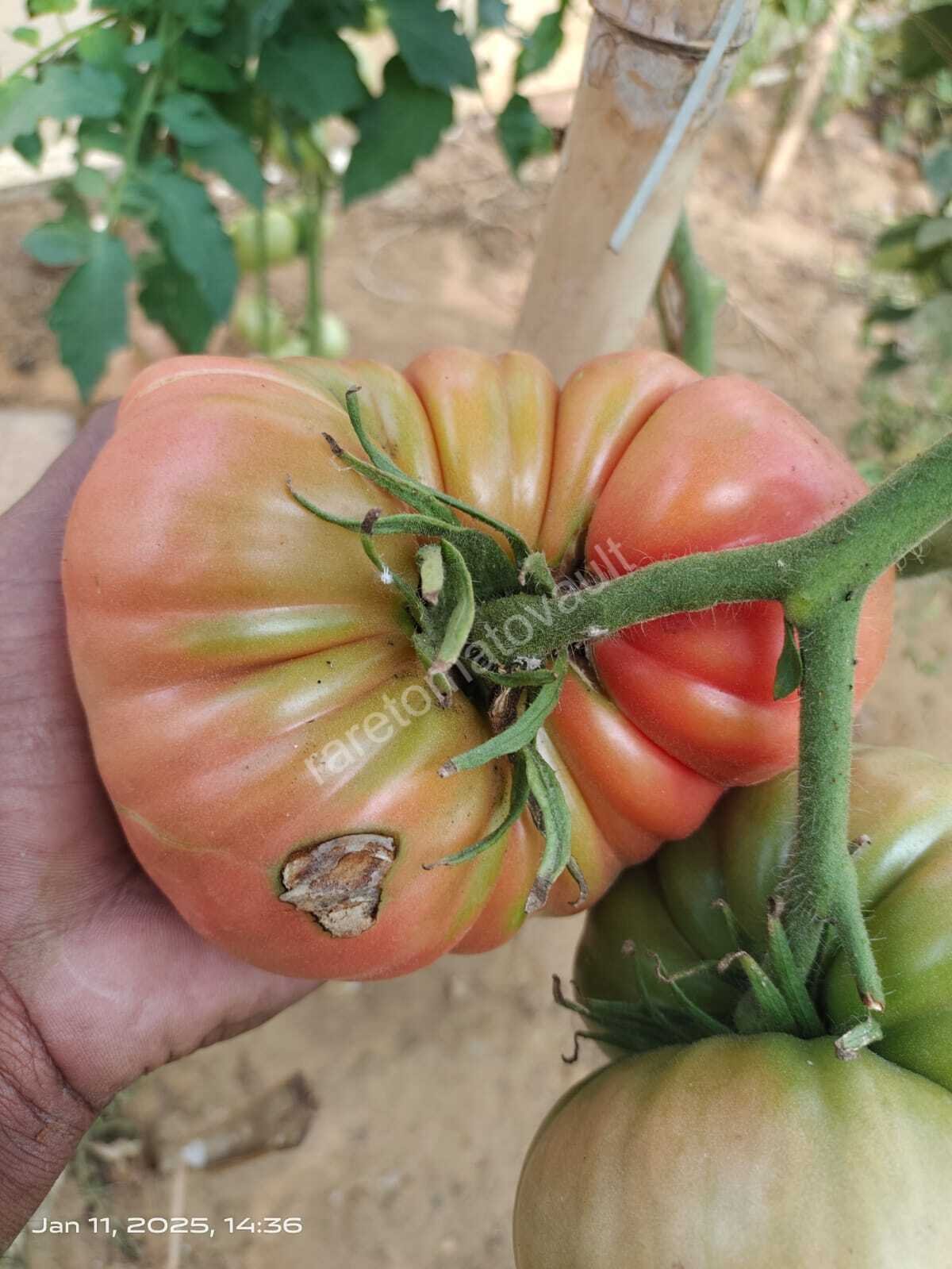 1884 Beefsteak Tomato (West Virginia, USA)