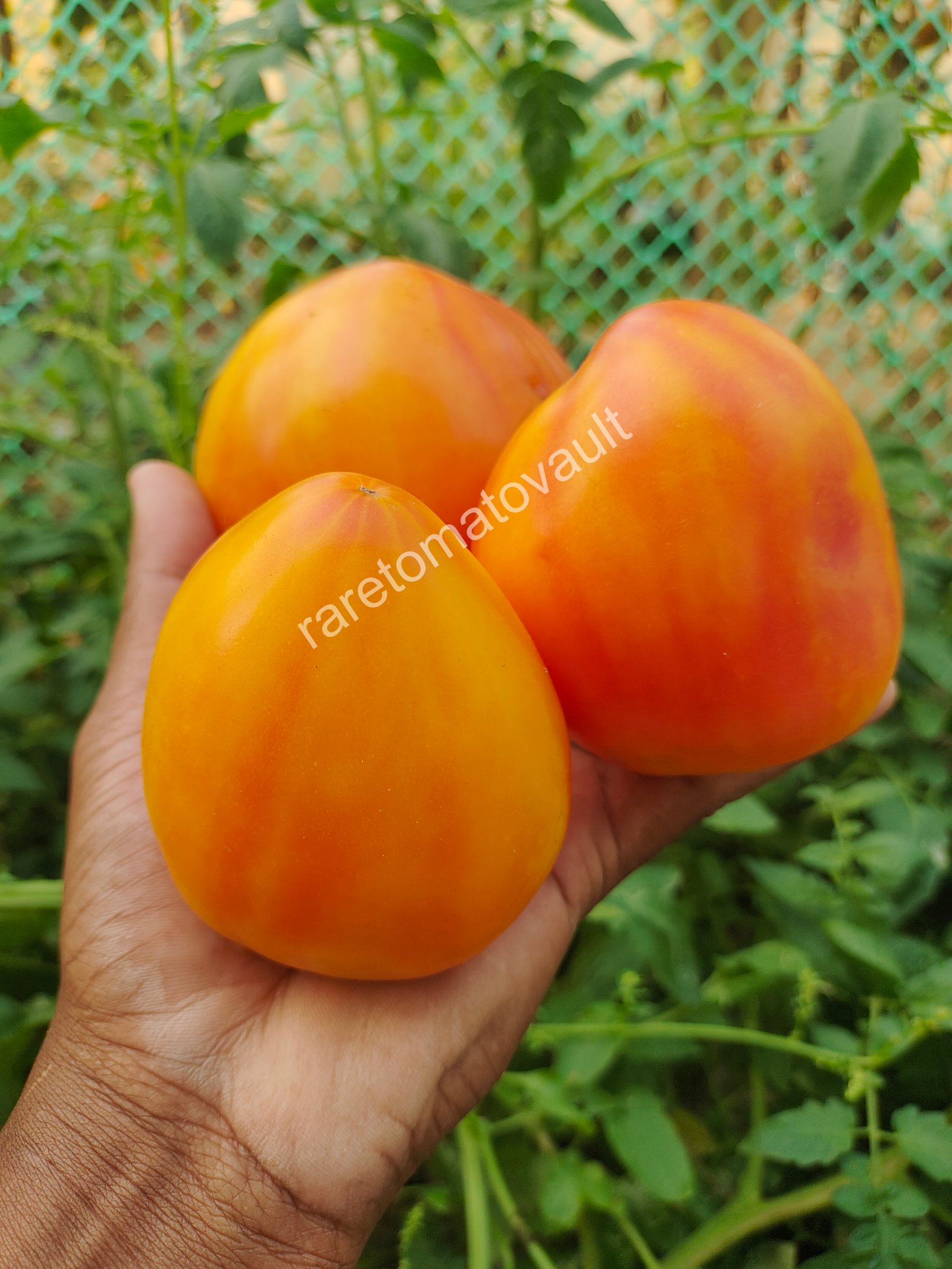 Sofia's Orange Mango (Russia)