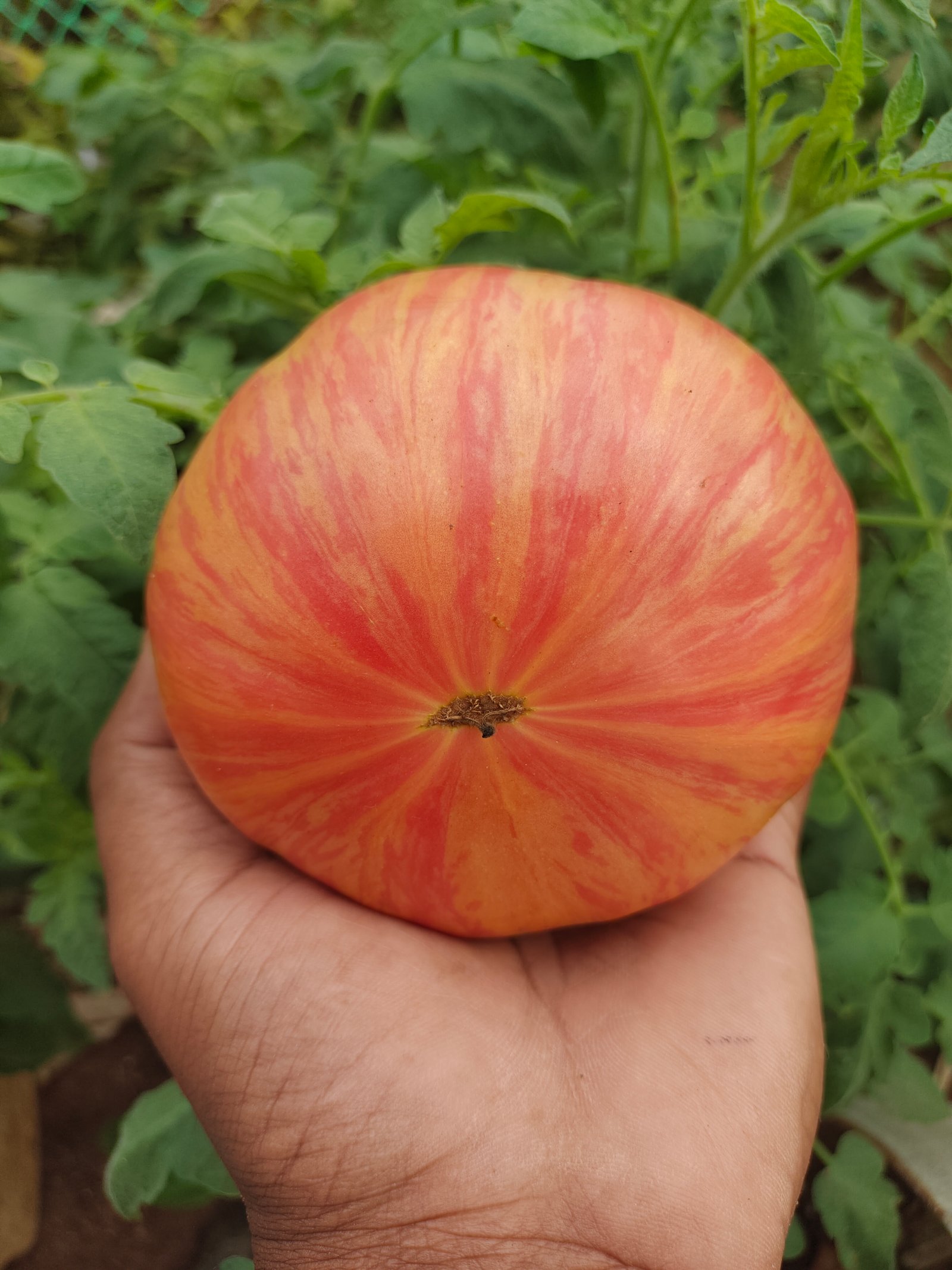 Pink Jazz Tomato (Artisan Heirloom)