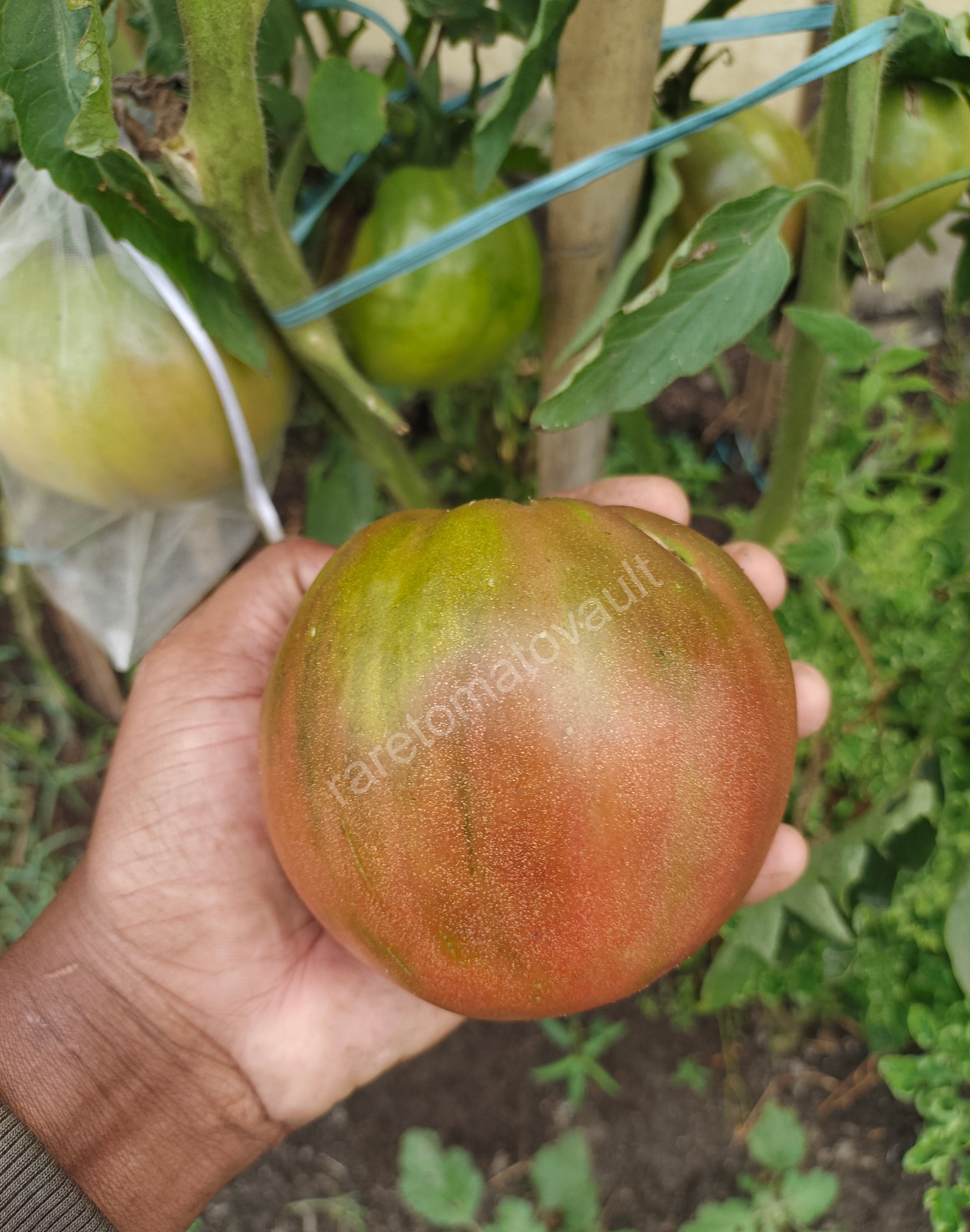Chinook Tomato (Canada)