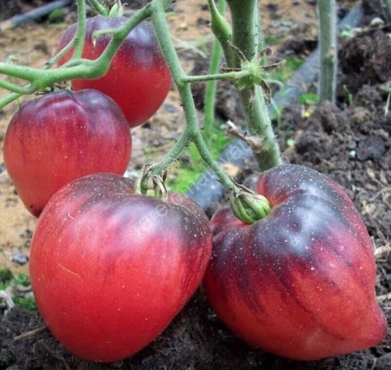 Sgt Peppers Tomato