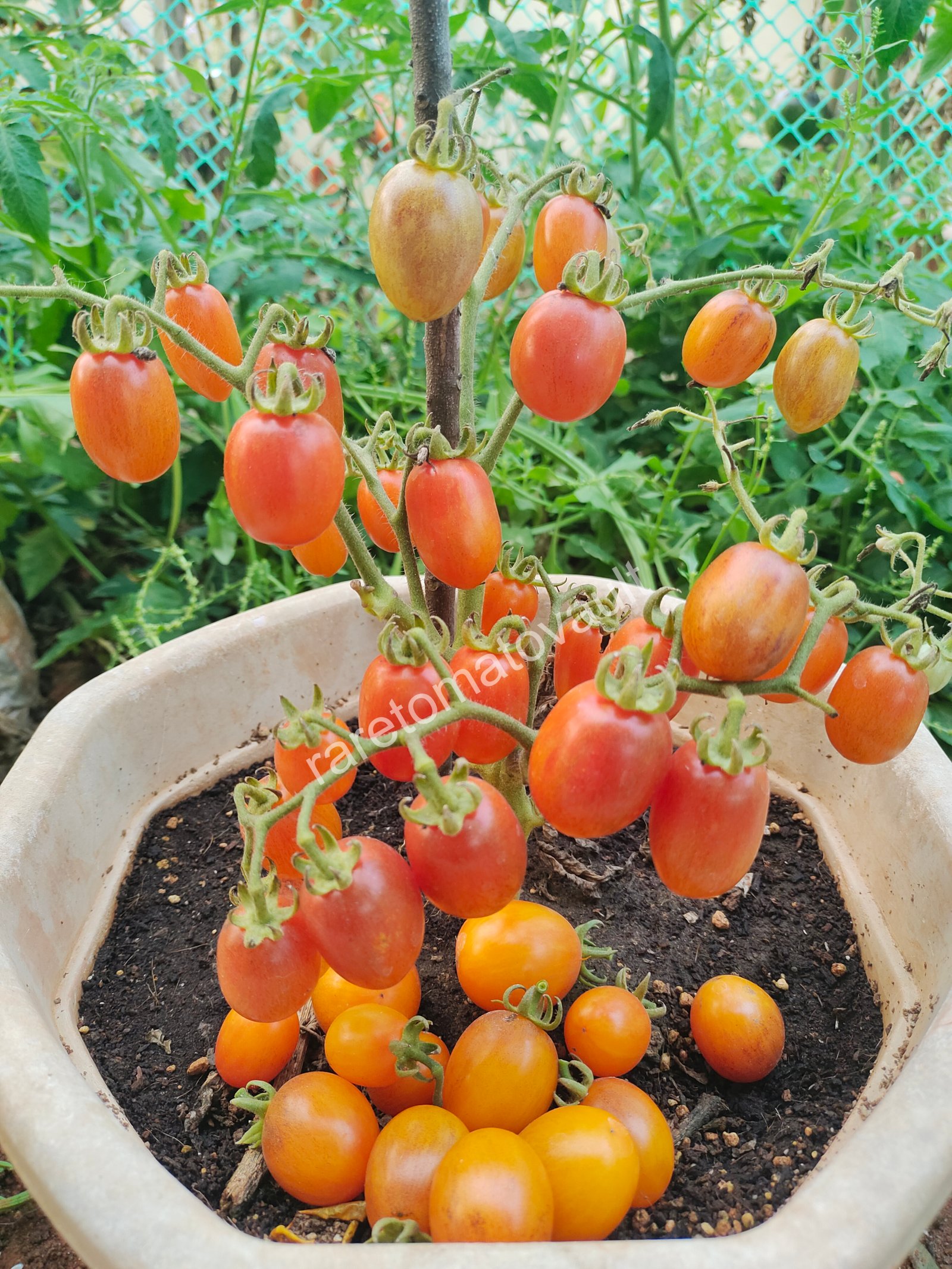 Golden Hour Micro Dwarf Tomato
