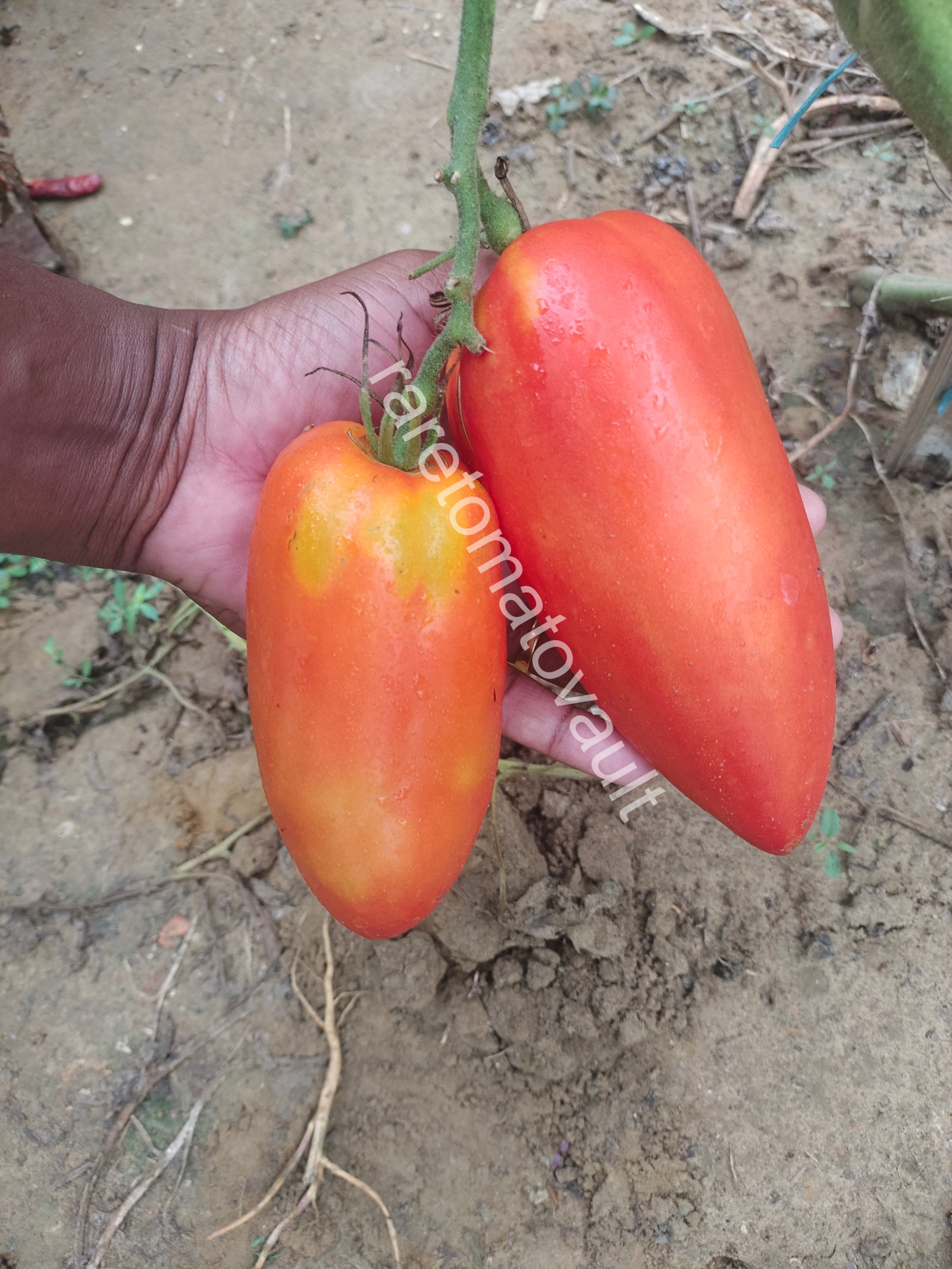 San Marzano Redorta Tomato (Italy)