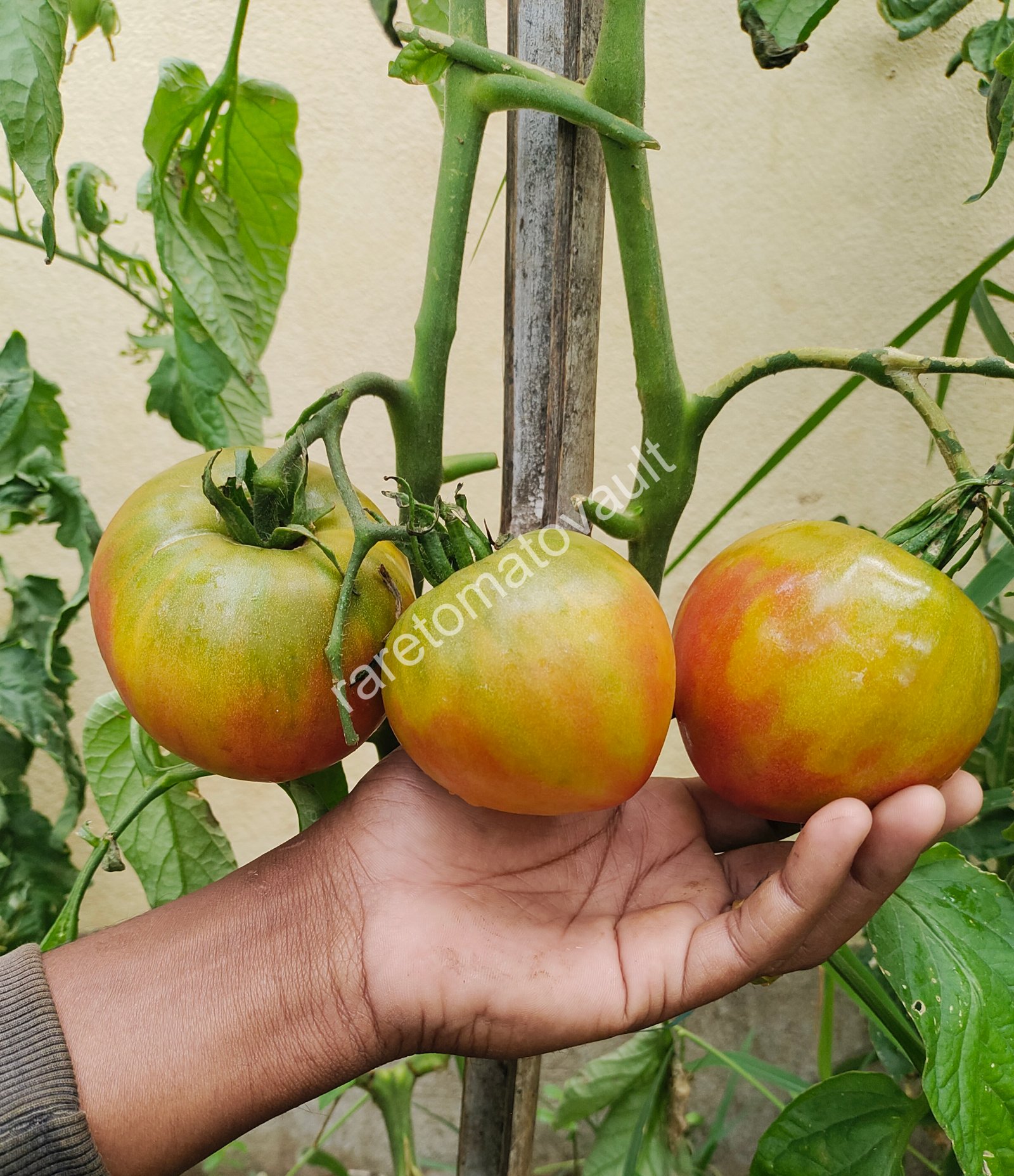 True Colors Tomato (Canada)