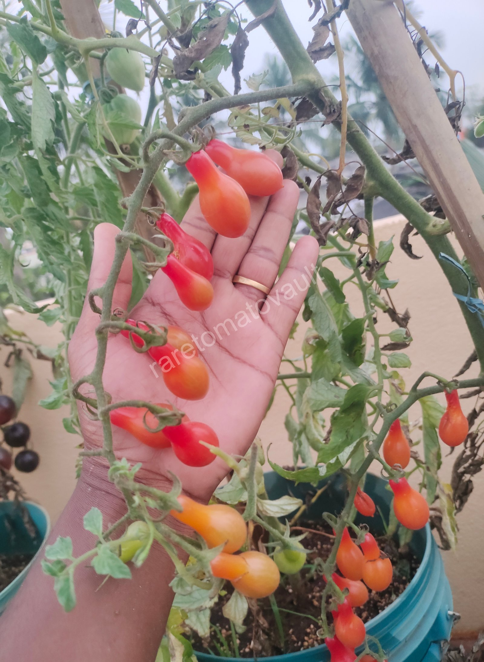 ELF  Tears (Cherry Tomato)