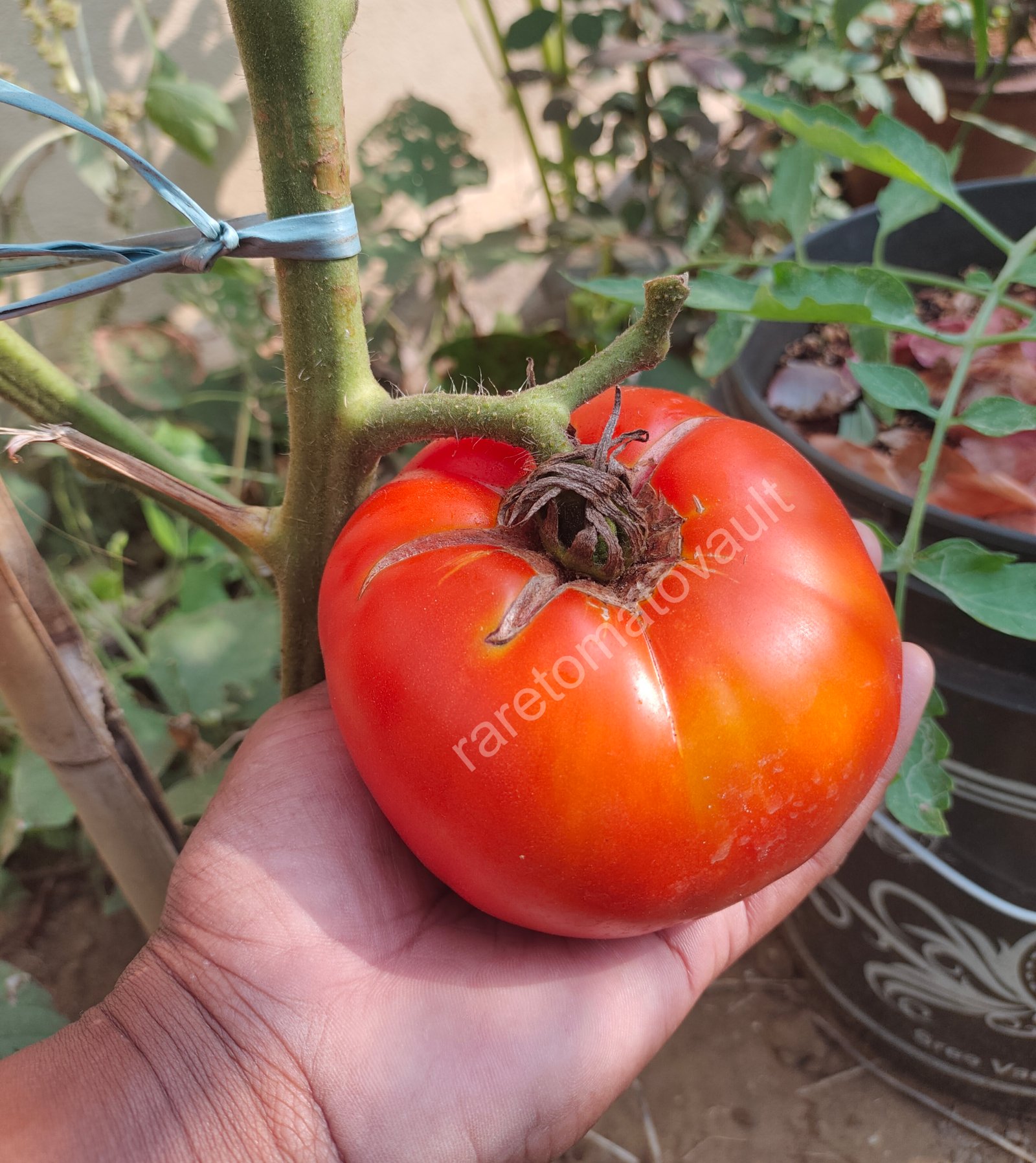 Brandywine OTV Tomato (Classic Heirloom)
