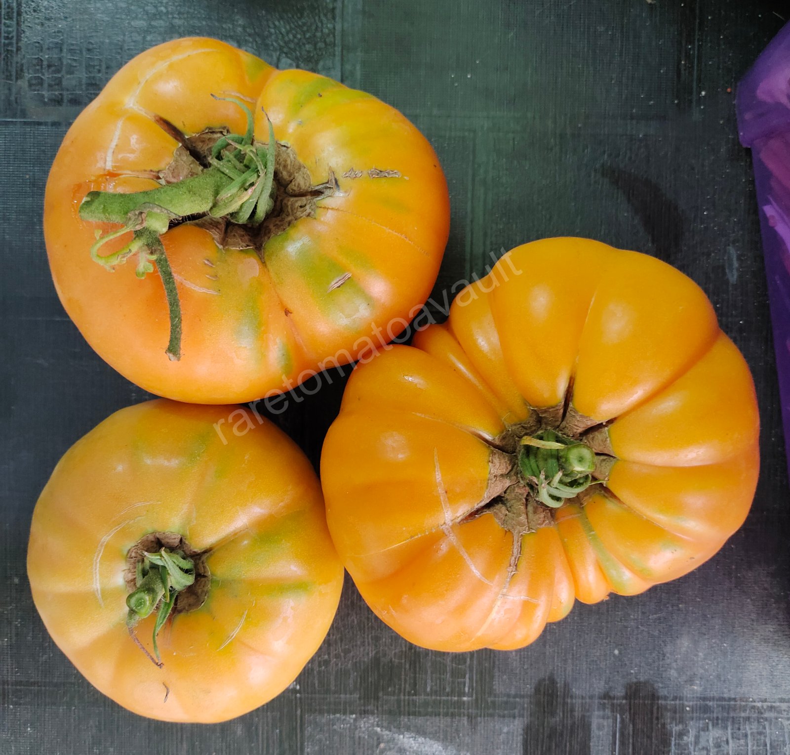 Kellogs breakfast Tomato (West Virginia Heirloom)