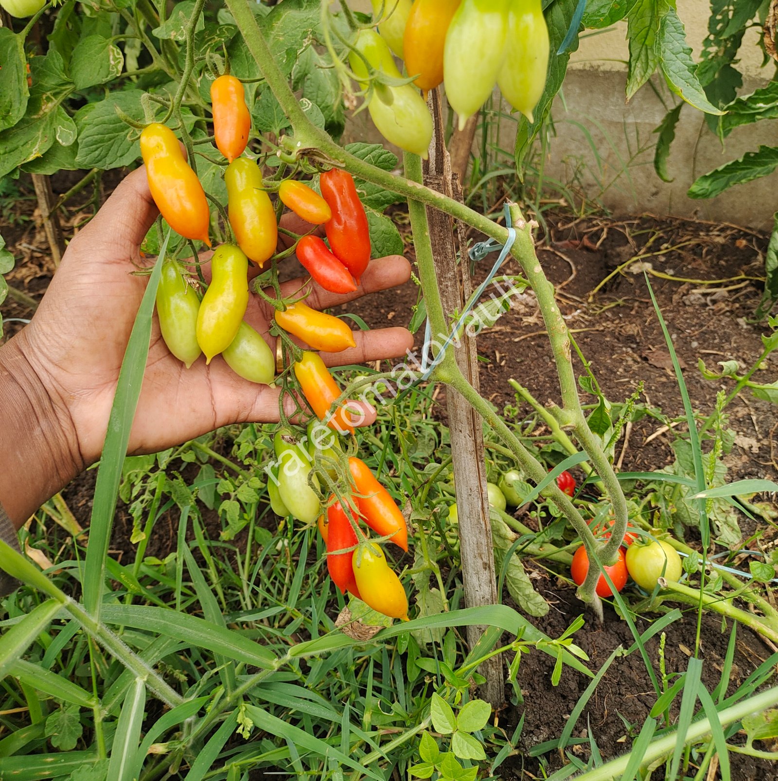 Pelino-2014 Tomato