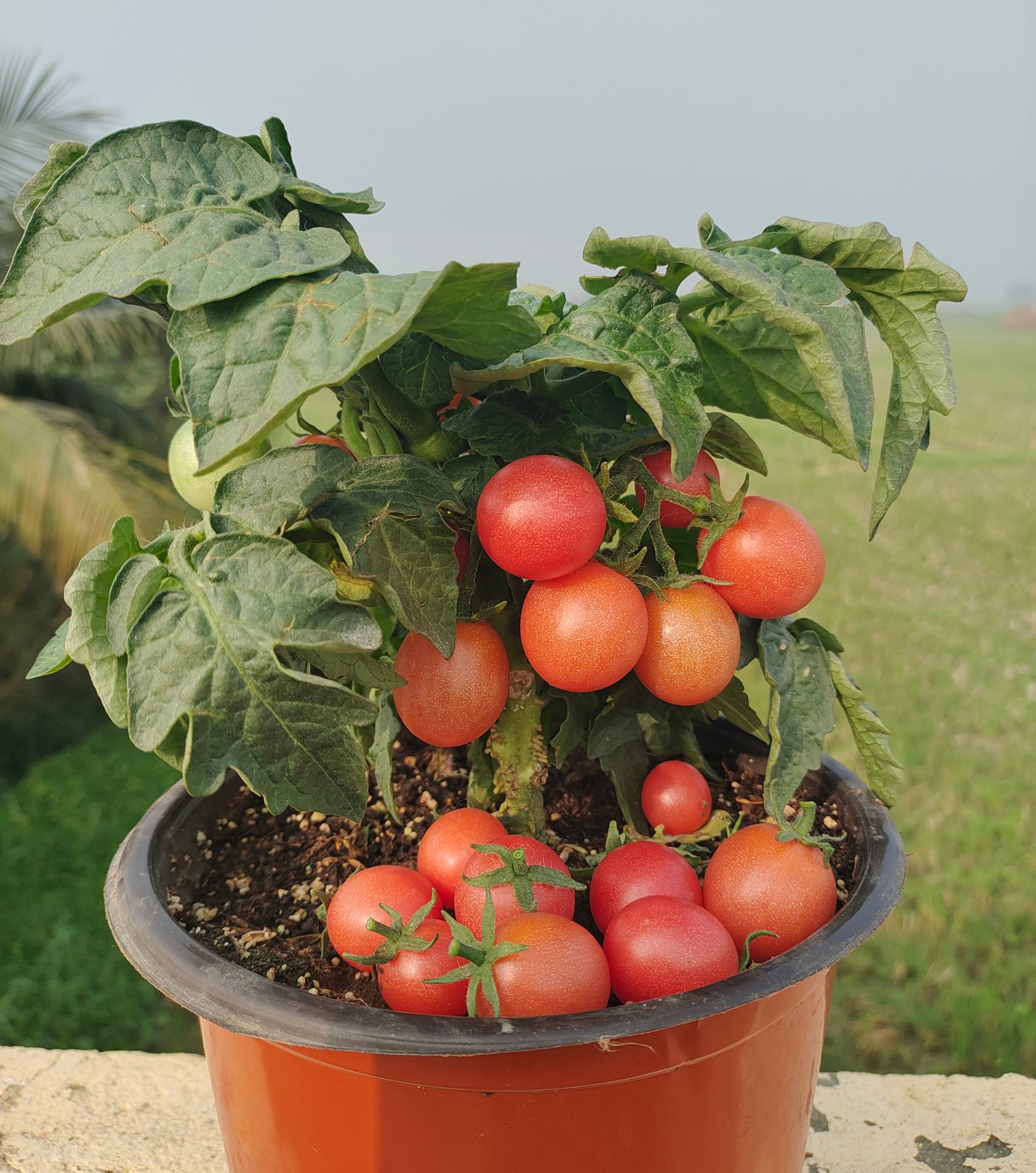 Choosing Tomato Varieties for Small Spaces: A Beginner's Guide