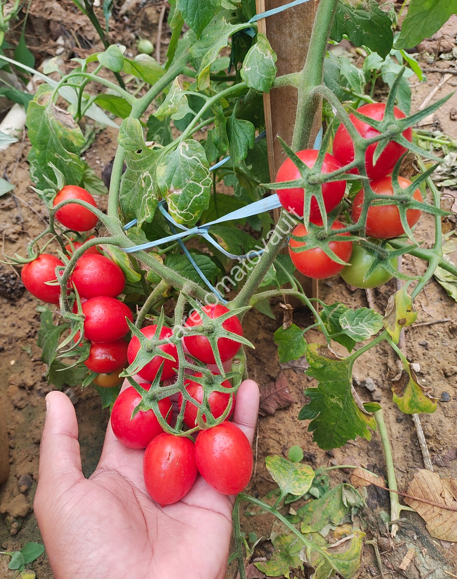 Thai Pink Eggs Heirloom Tomato