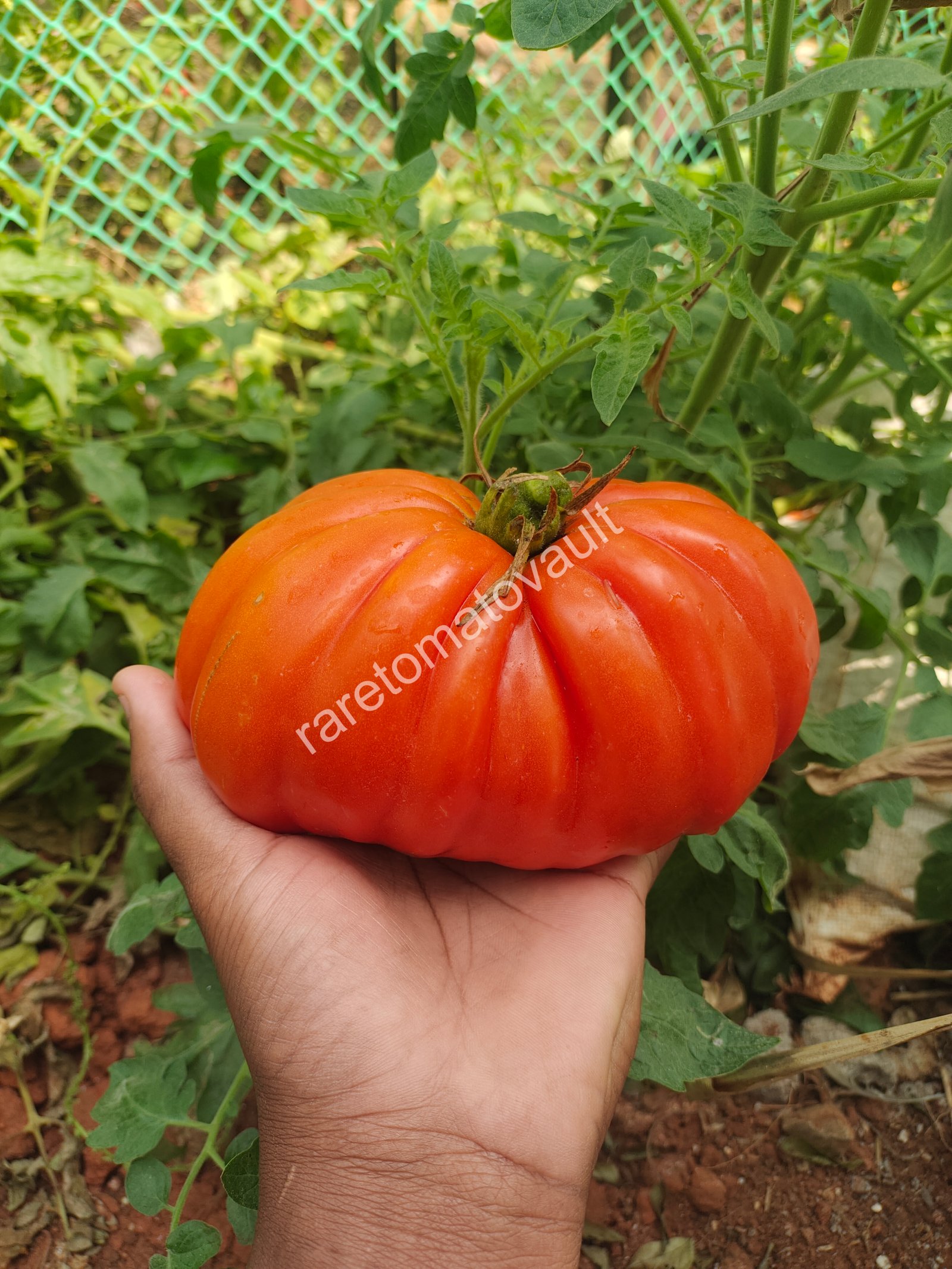 Gigante Friulano Tomato (Italy)