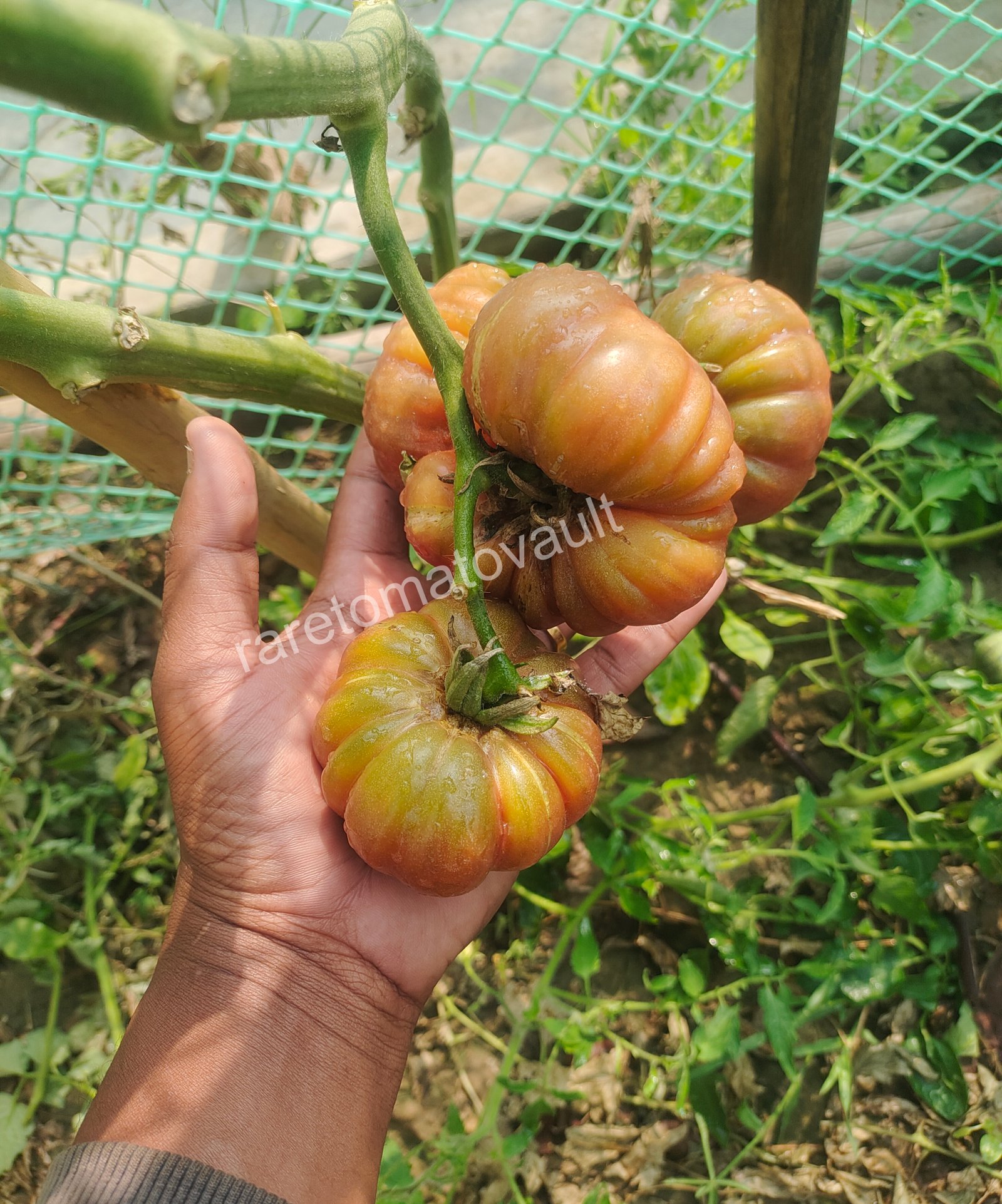 Tims Black Ruffles Tomato (USA Heirloom)