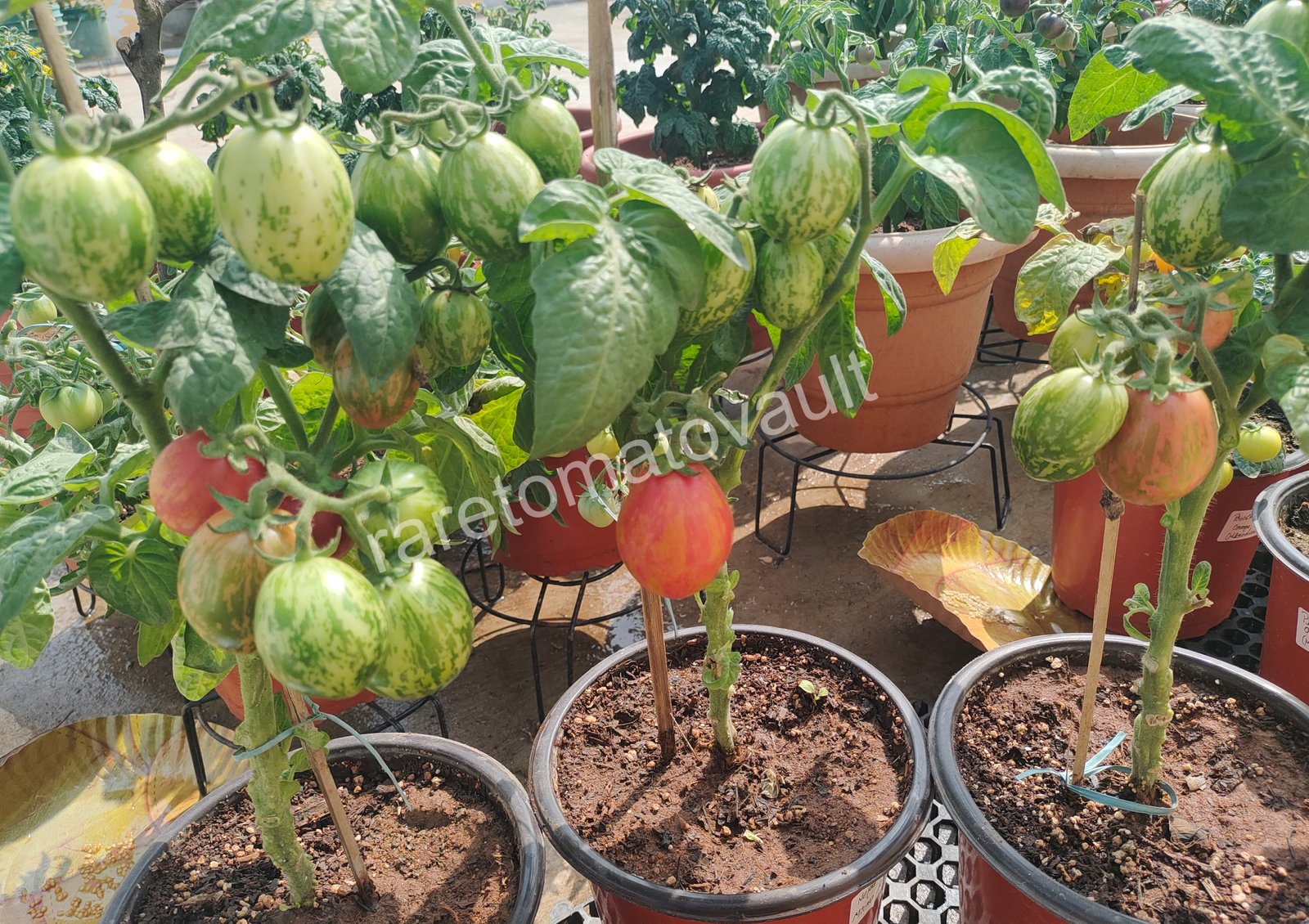 Nepas 10 Bush Variety Tomato