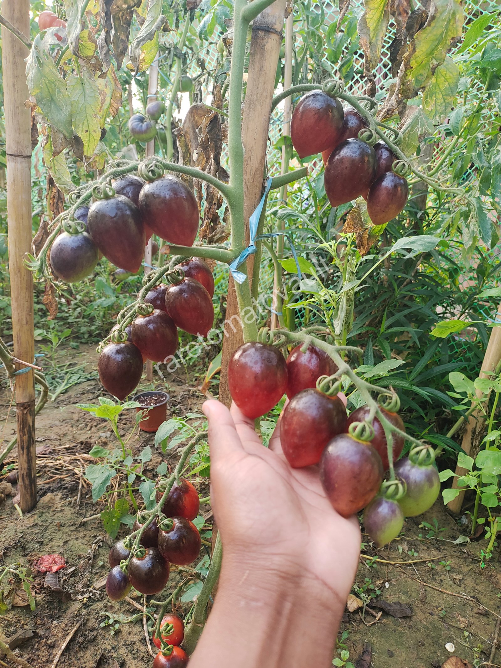 Blue Marzano Tomato (Naples, Italy)