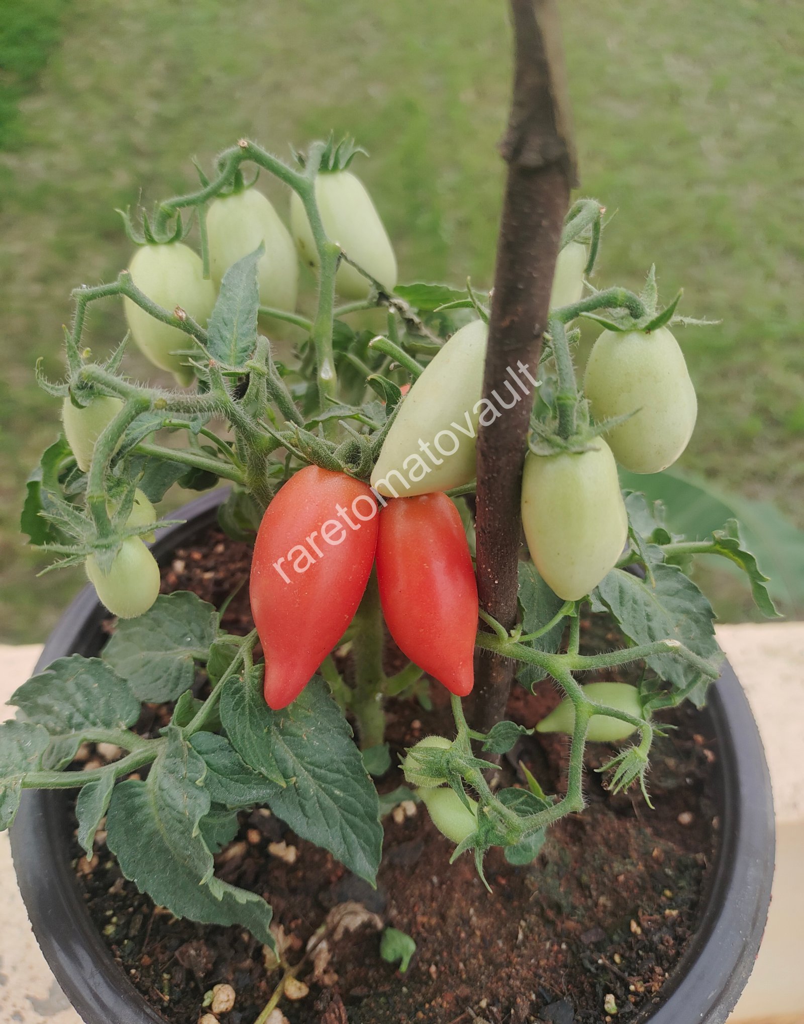 Plumbrella Rosa Micro Dwarf Tomato