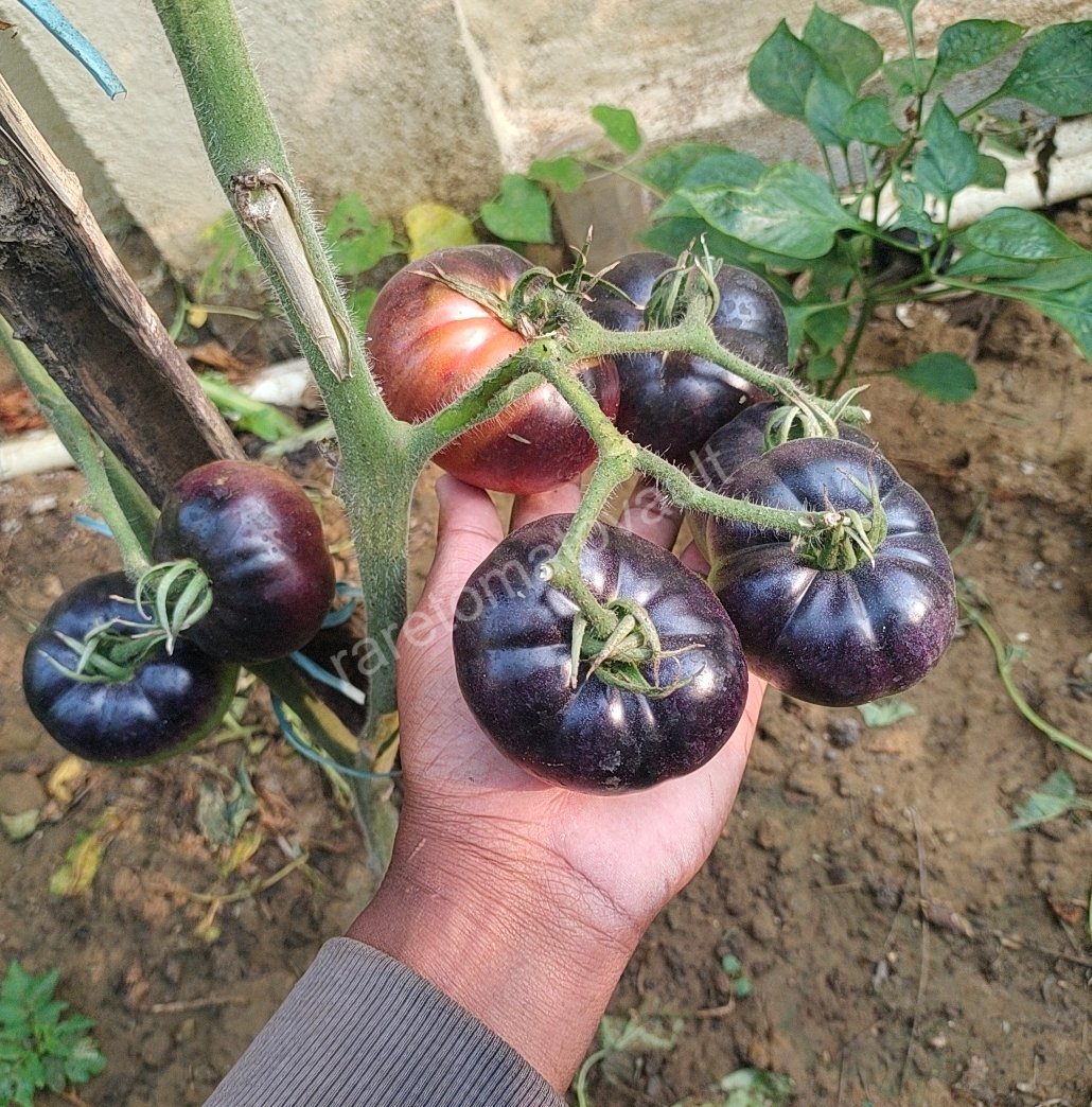 Black Beauty Tomato Seeds