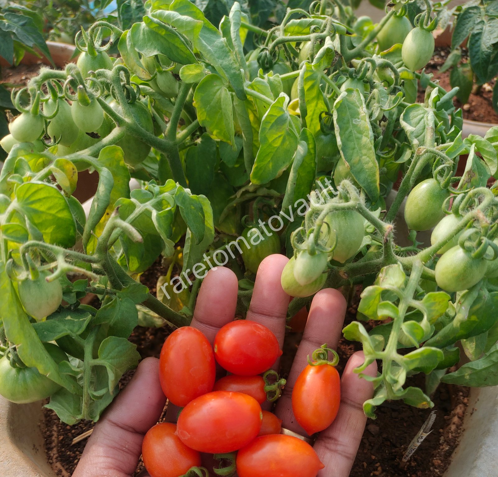Hardins Miniature Micro Dwarf Tomato