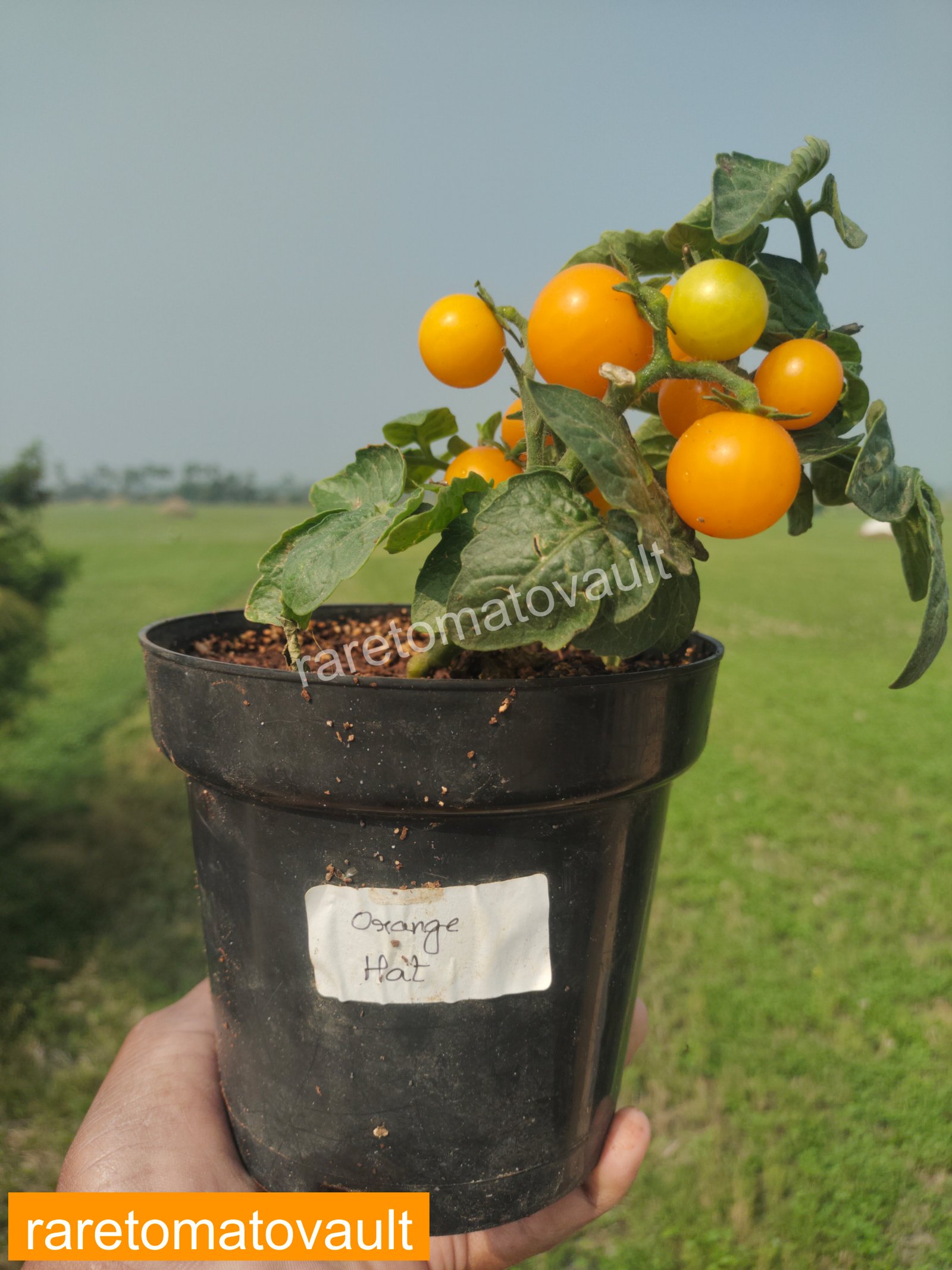 Orange Hat Micro Dwarf Tomato