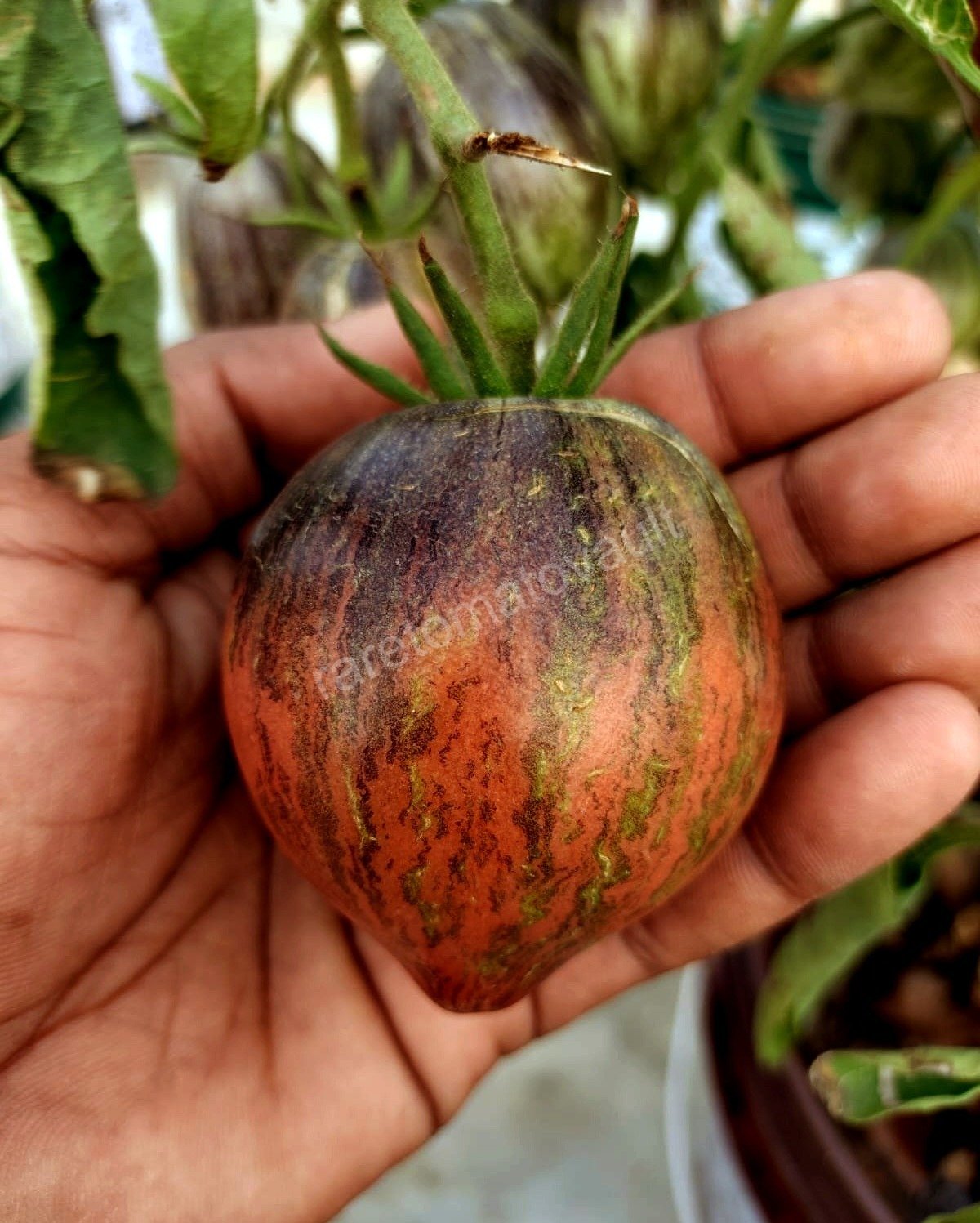 Rebel Starfighter Prime Heirloom Tomato