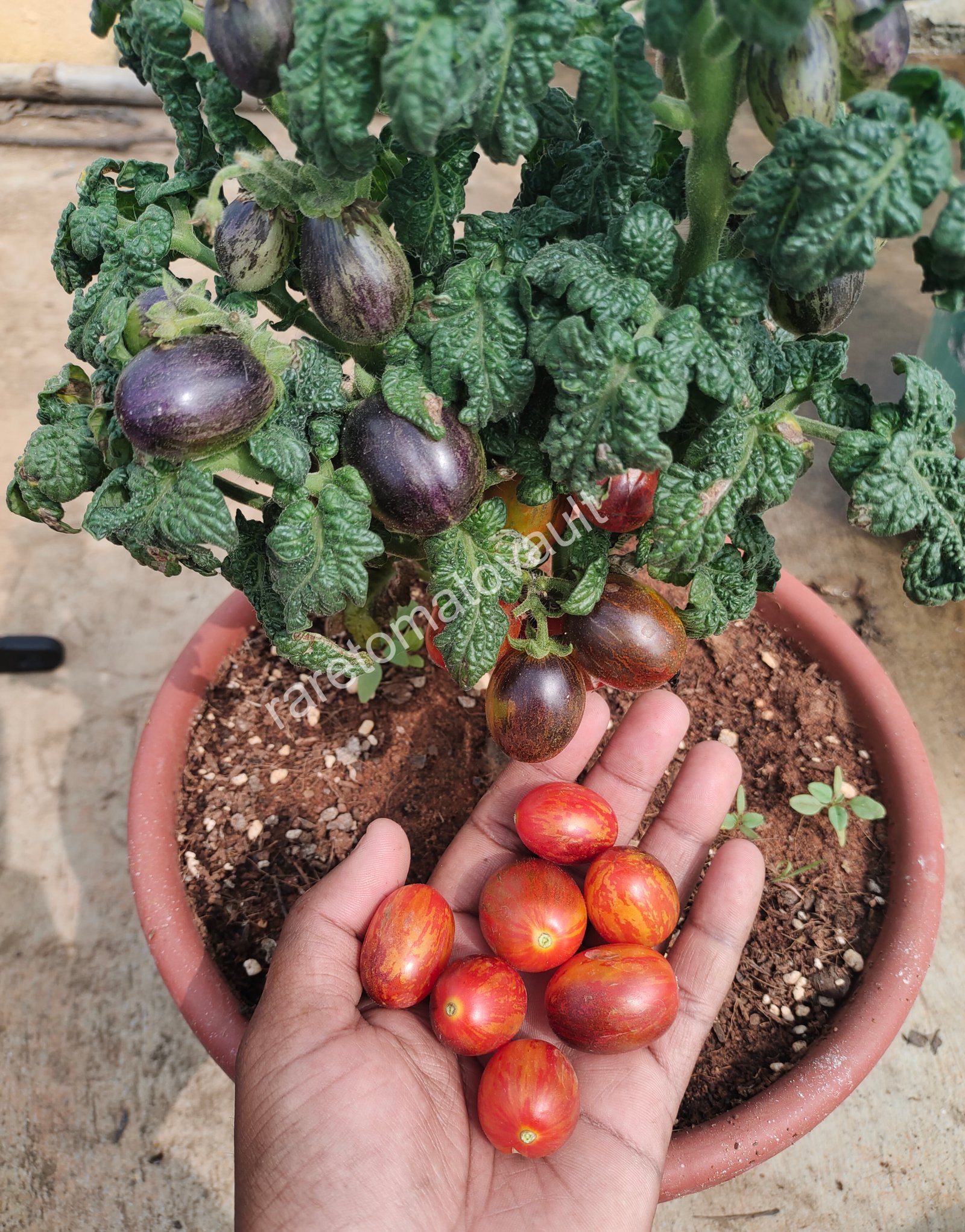 Curly Fire Micro Dwarf Tomato
