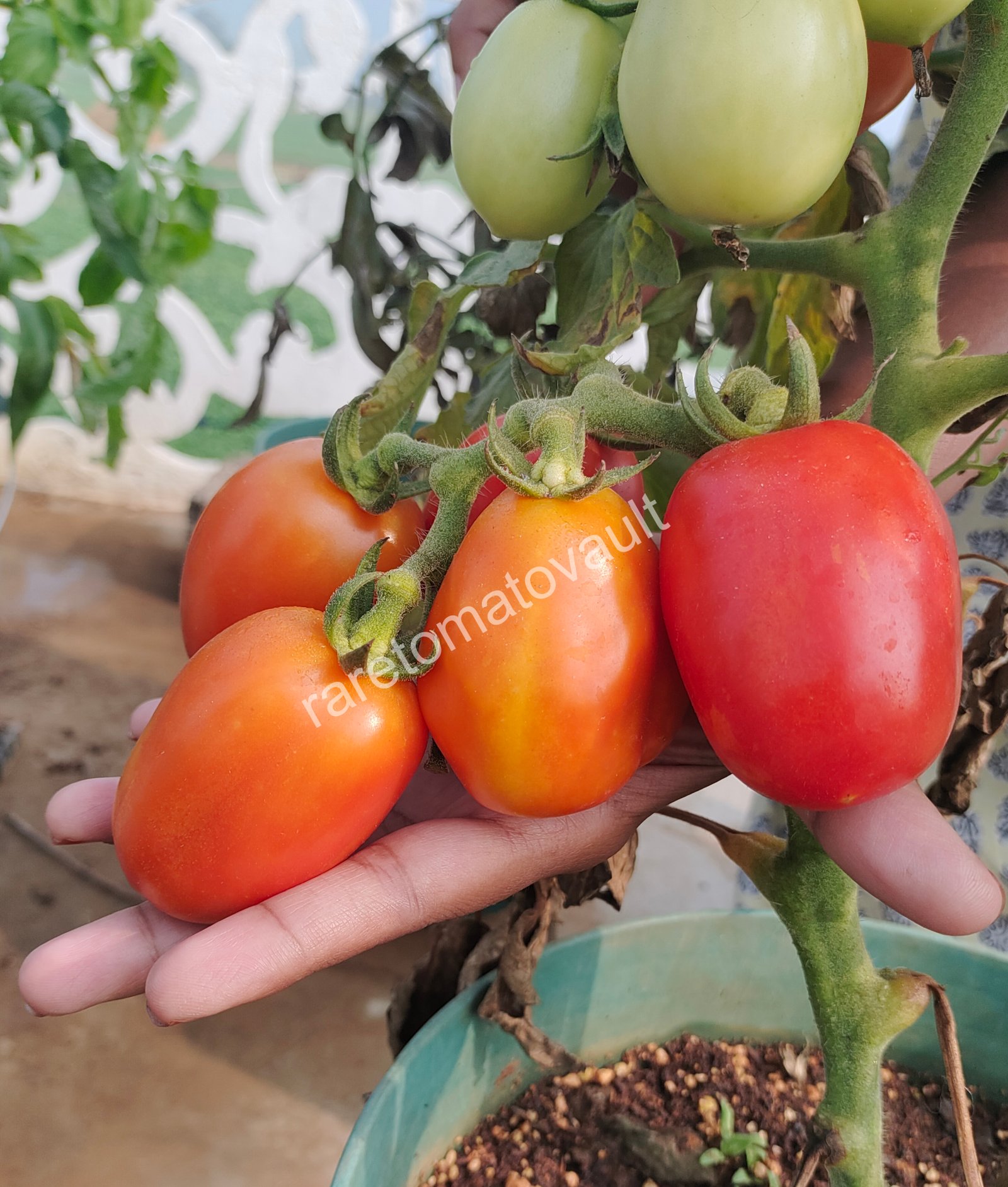Martino Roma Tomato (Italian Heirloom)