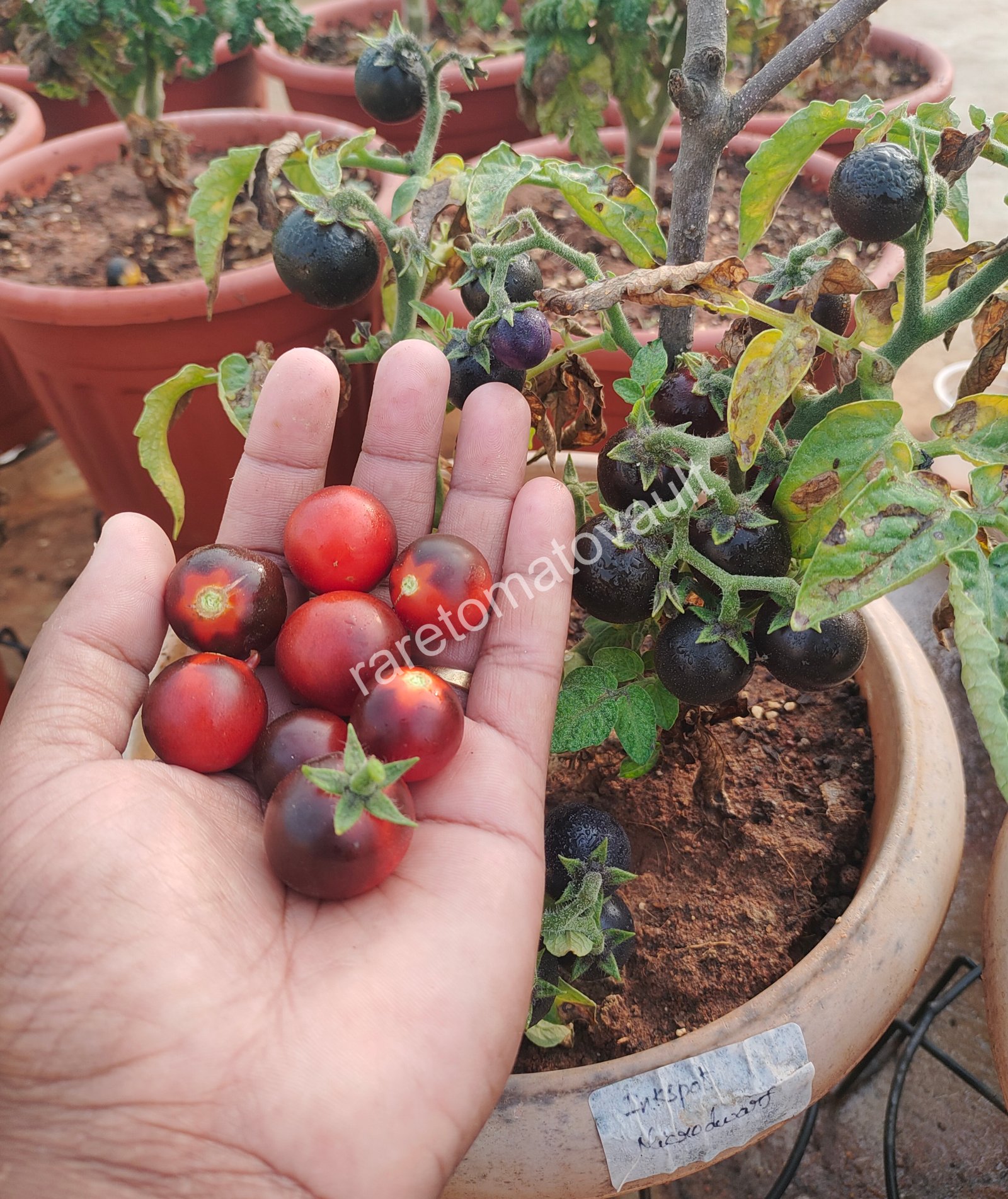 Inkspot Micro Dwarf Tomato