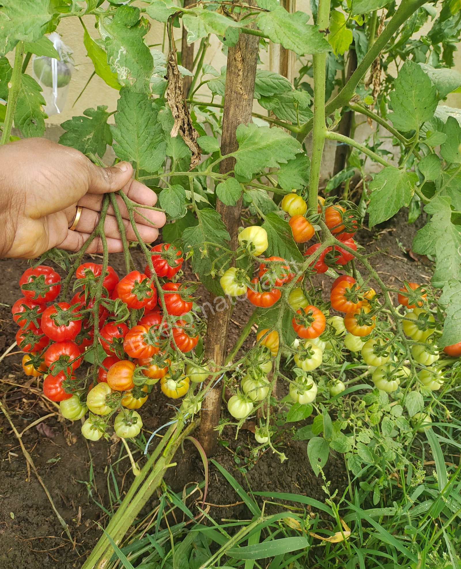 Accordion Cherry Multiflora Tomato