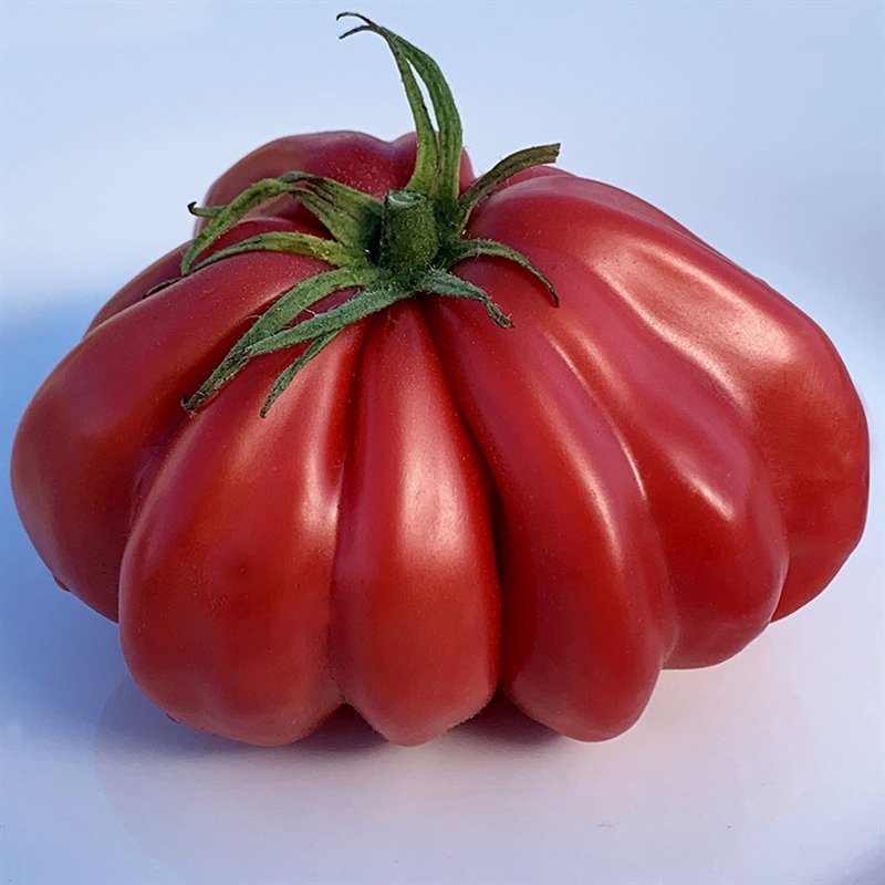 Zapotec (Mexican Heirloom)