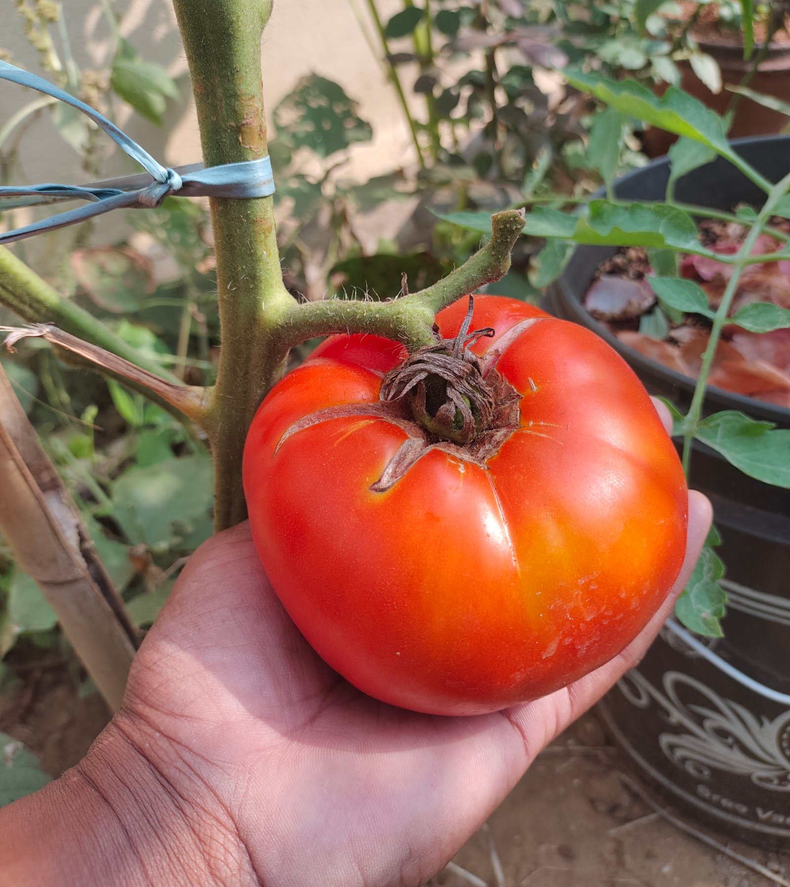 The History of Brandywine Tomato: America's Most Famous Heirloom Tomato