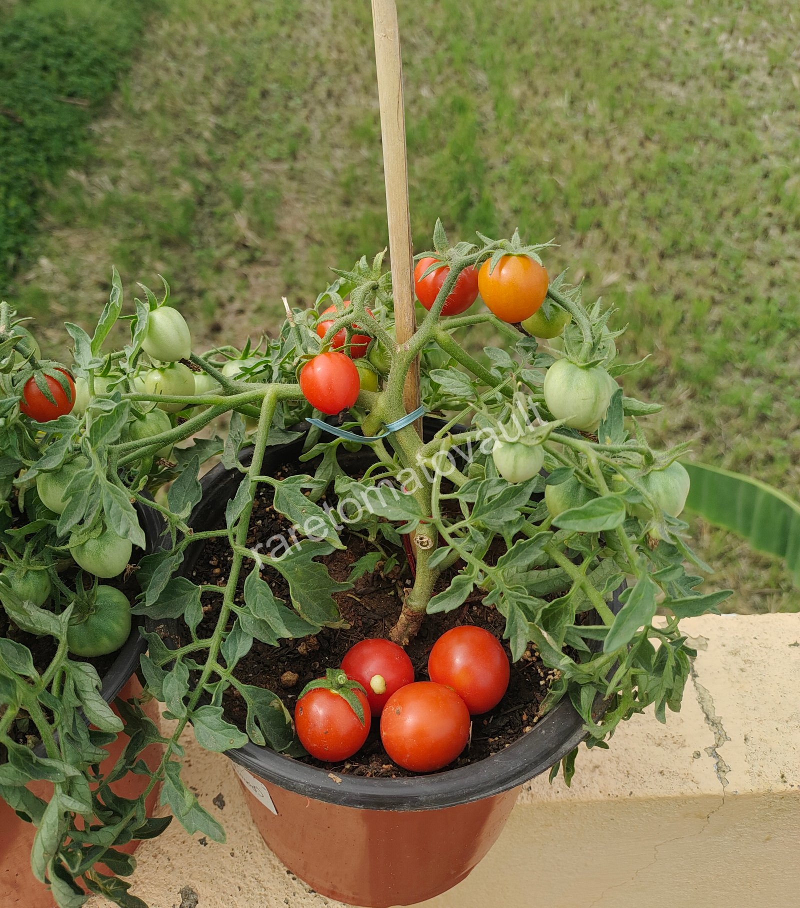 Carrot Mini Micro Dwarf Tomato