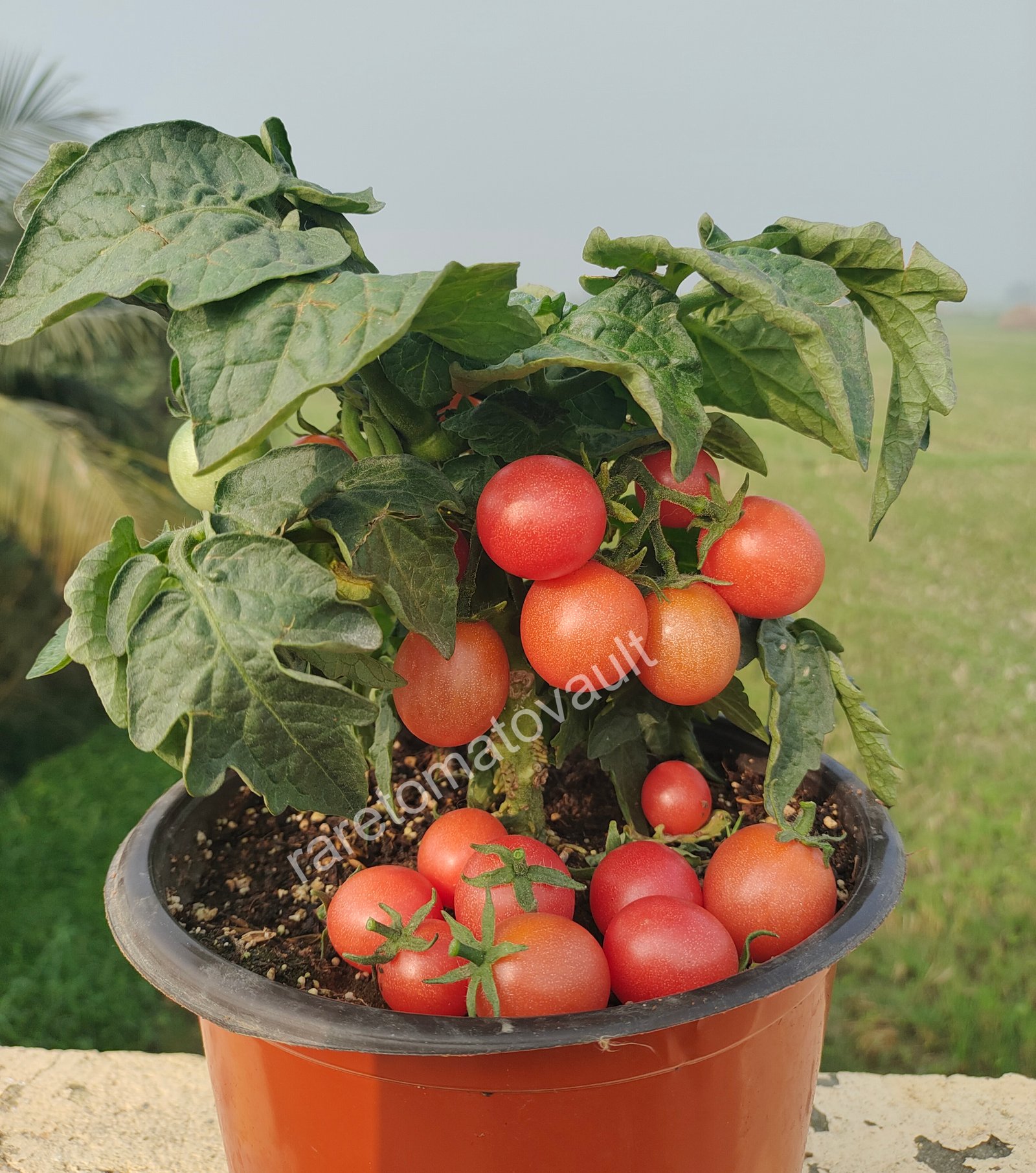 Rosy Finch Micro Dwarf Tomato