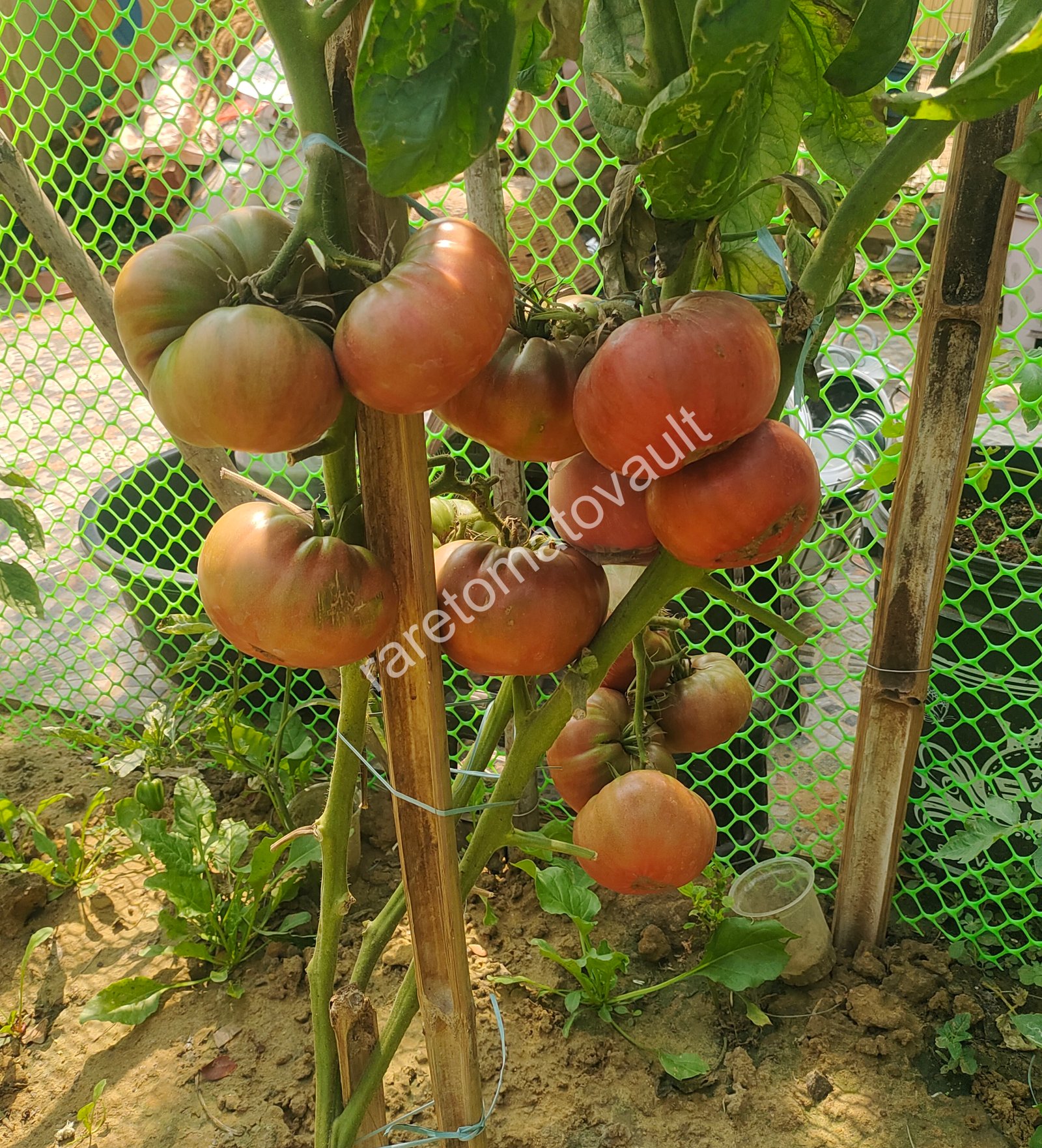 One Trick Pony Tomato (Canada)