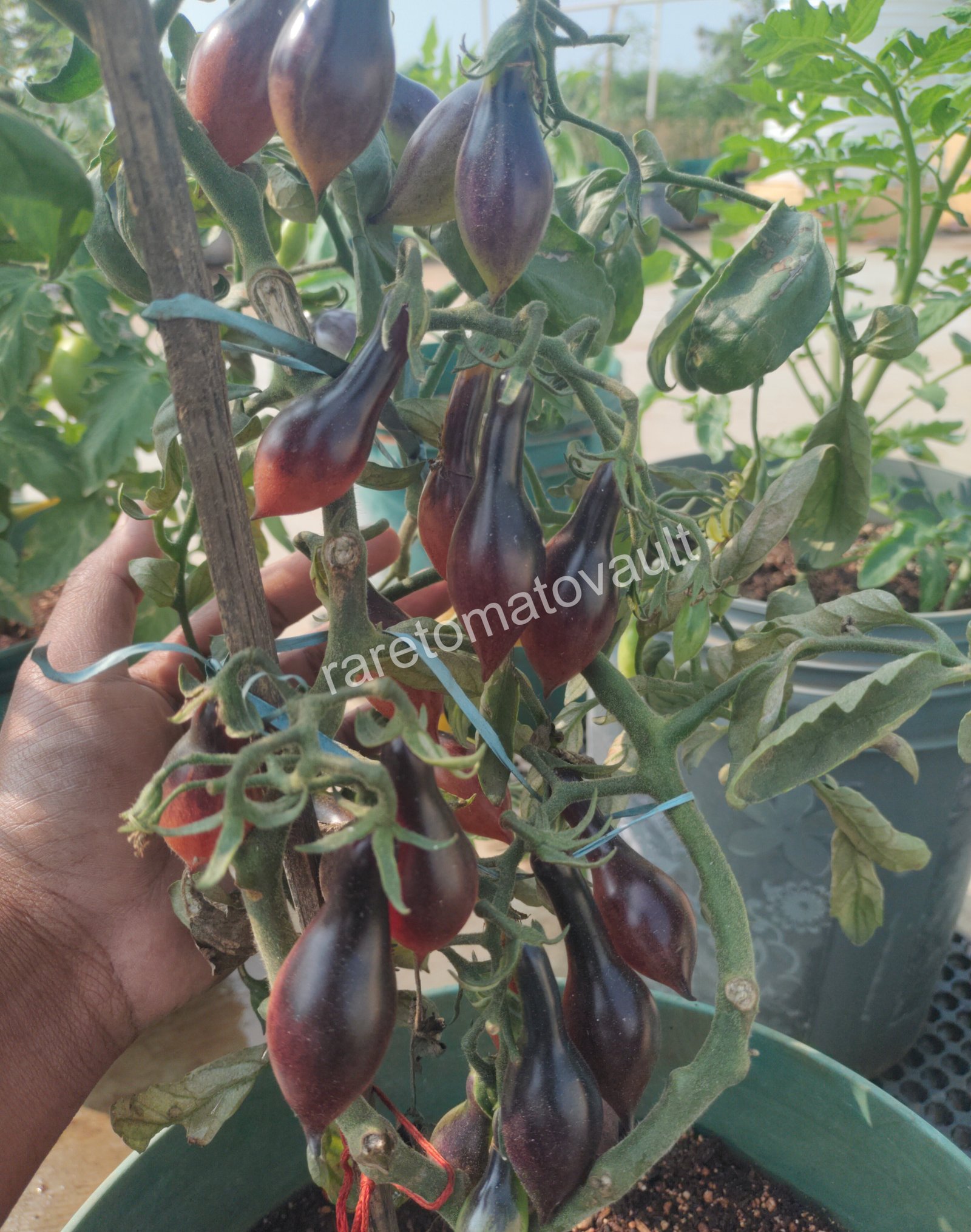 Kumquat Opal Tomato