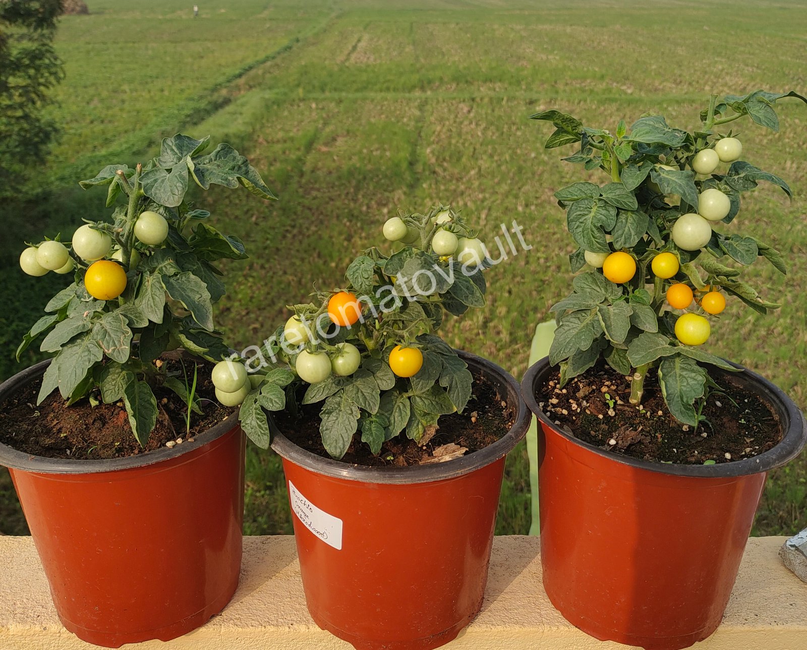 Pinocchio Orange Micro Dwarf Tomato