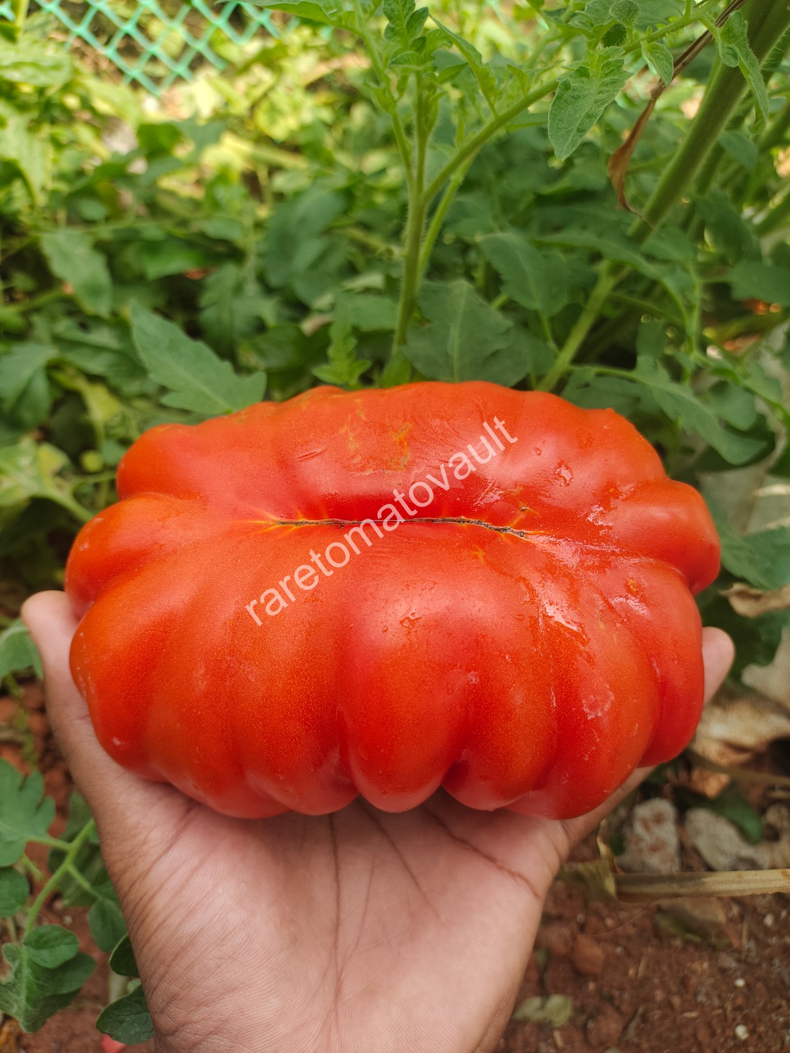 Gigante Friulano (Italy)