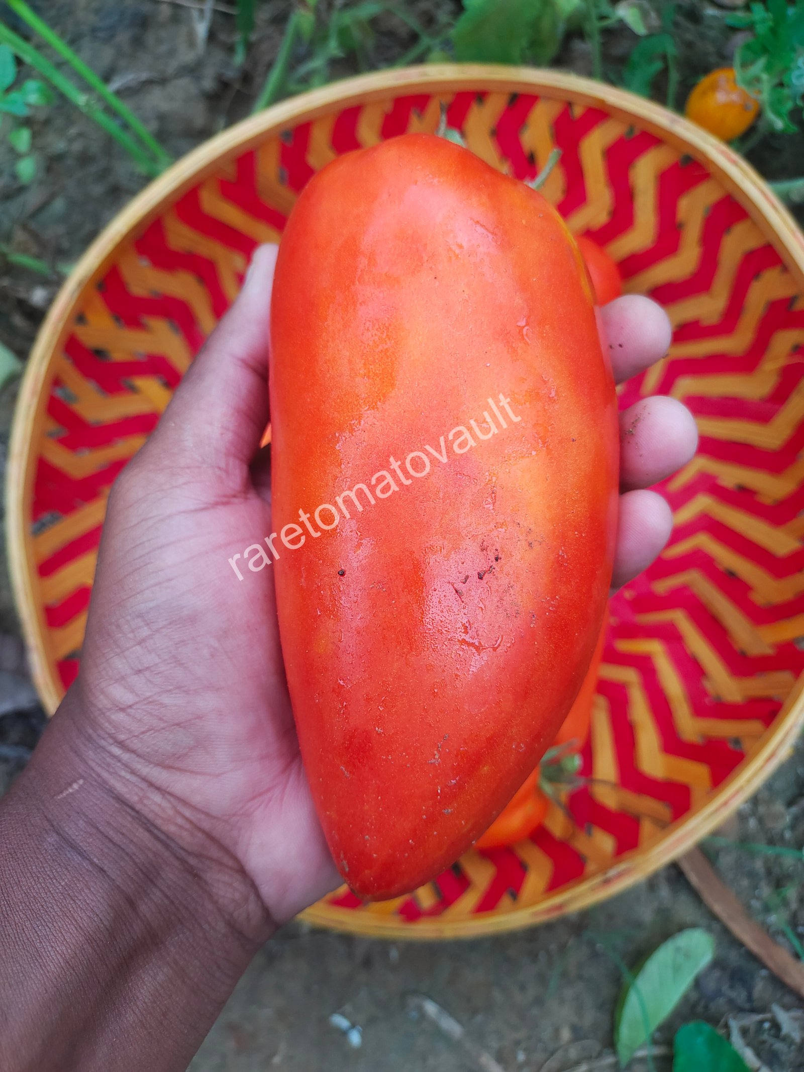 San Marzano Redorta (Italian Heirloom)