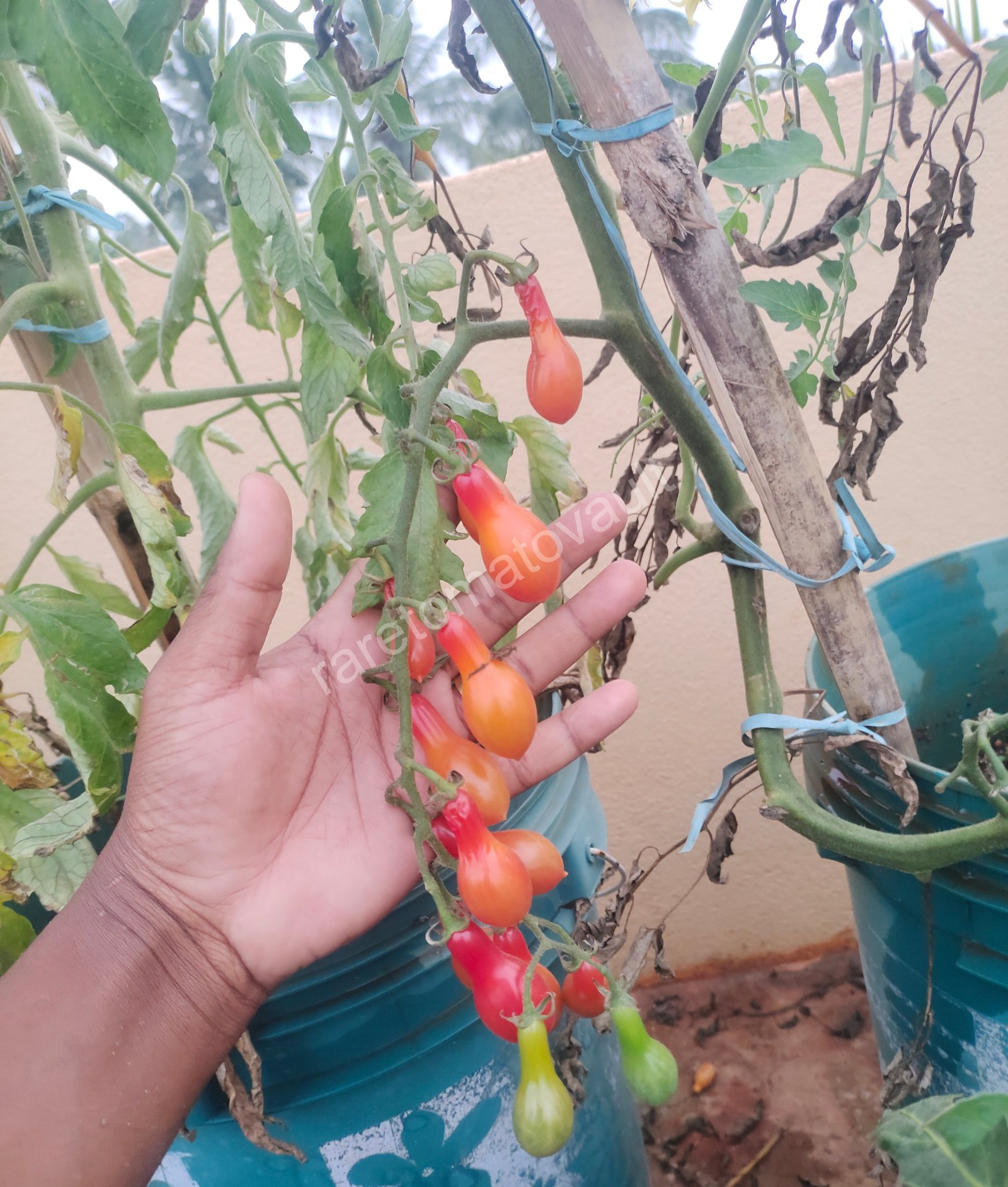ELF  Tears (Cherry Tomato)