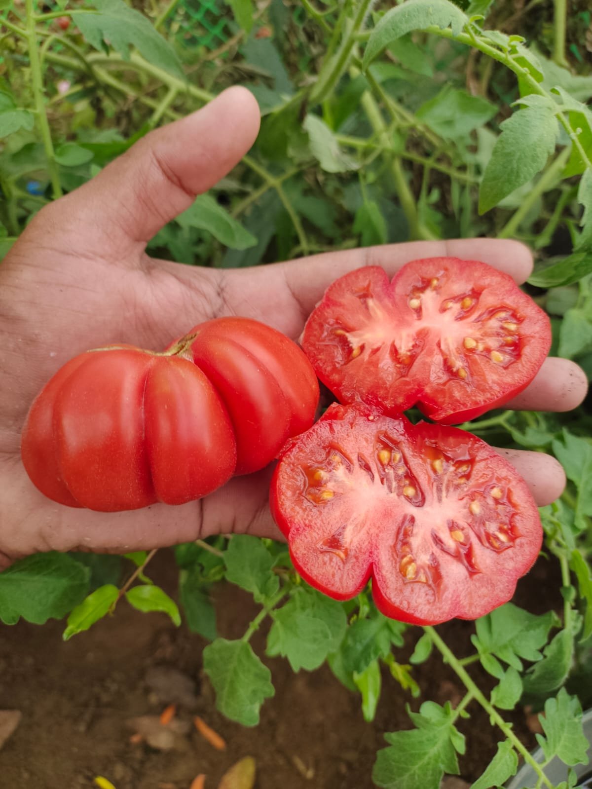 Zapotec