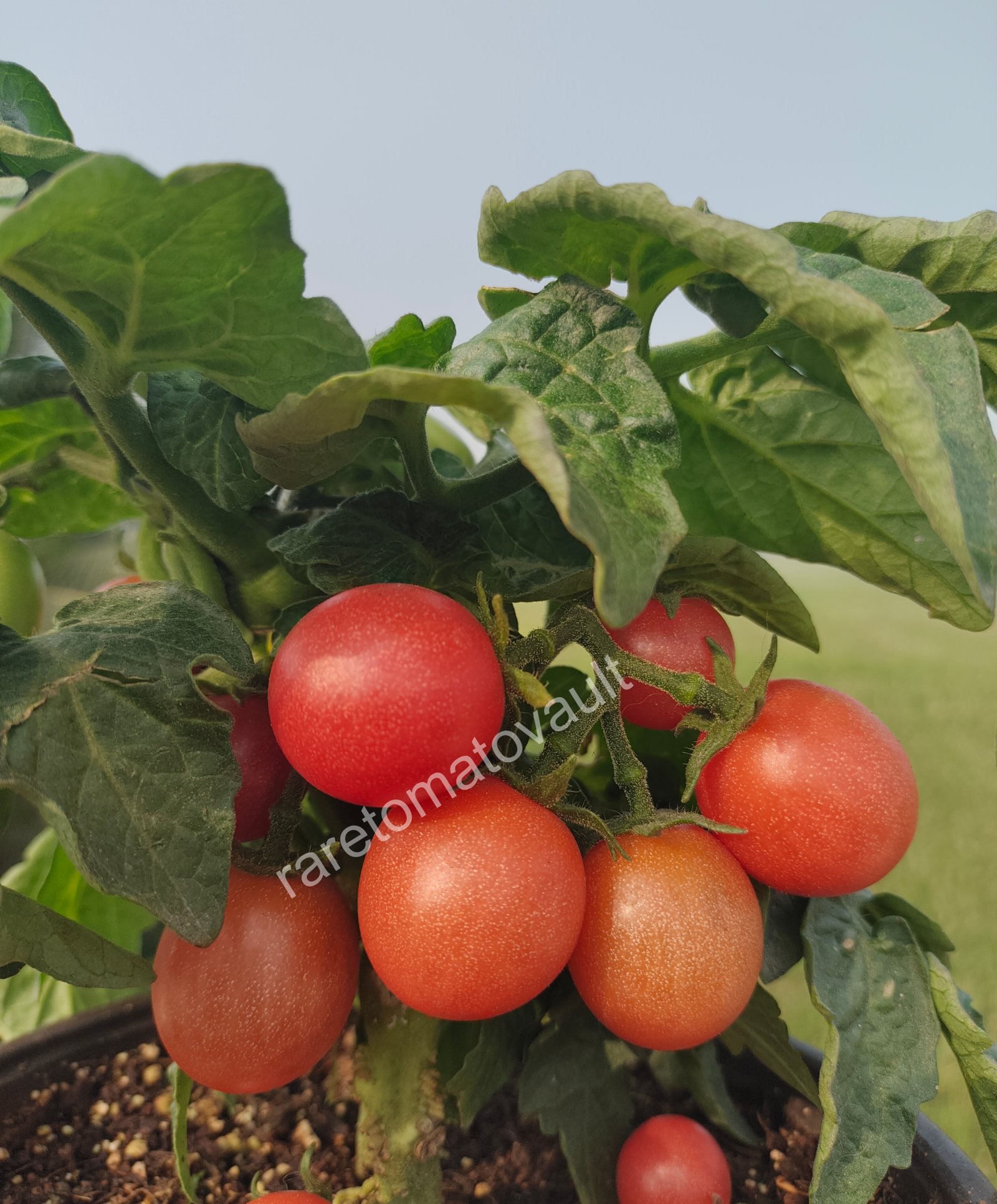 Rosy Finch Micro Dwarf Tomato