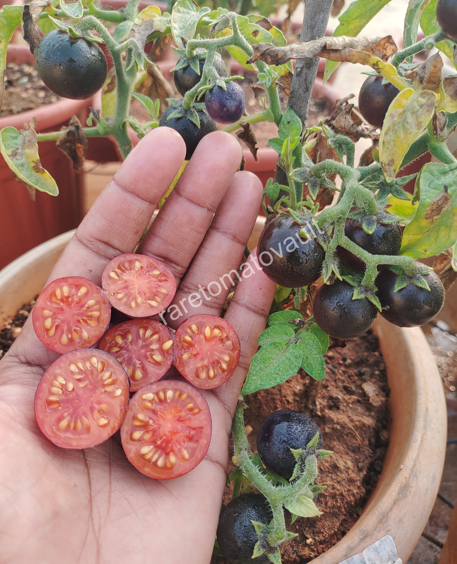 Inkspot Micro Dwarf Tomato