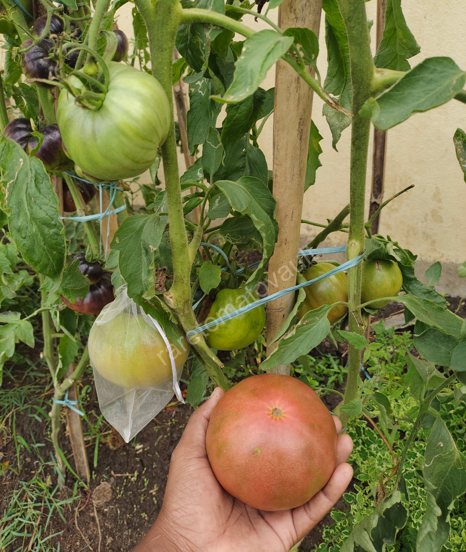 Chinook Tomato (Canada)