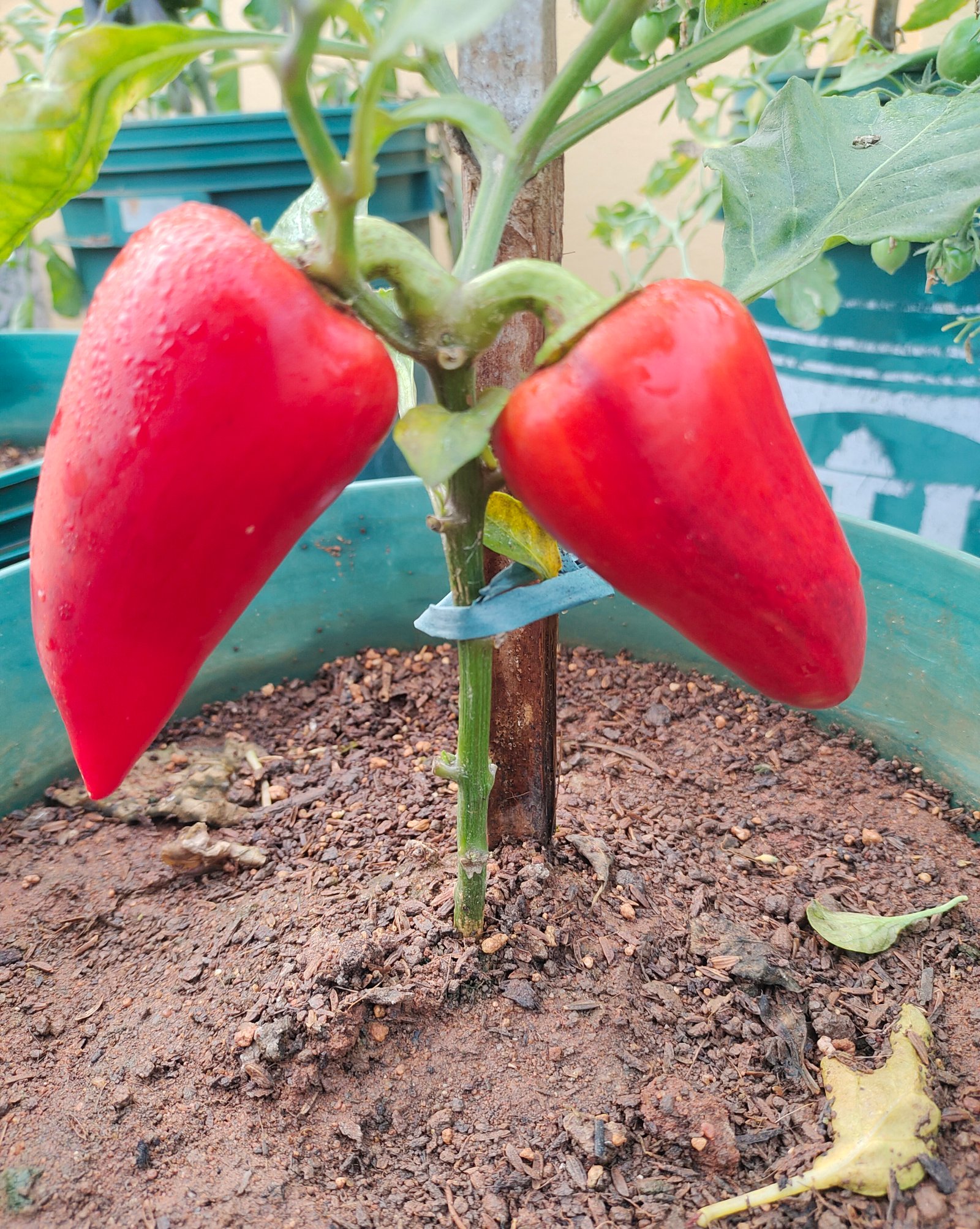 Violet Sparkle Heirloom Sweet Pepper
