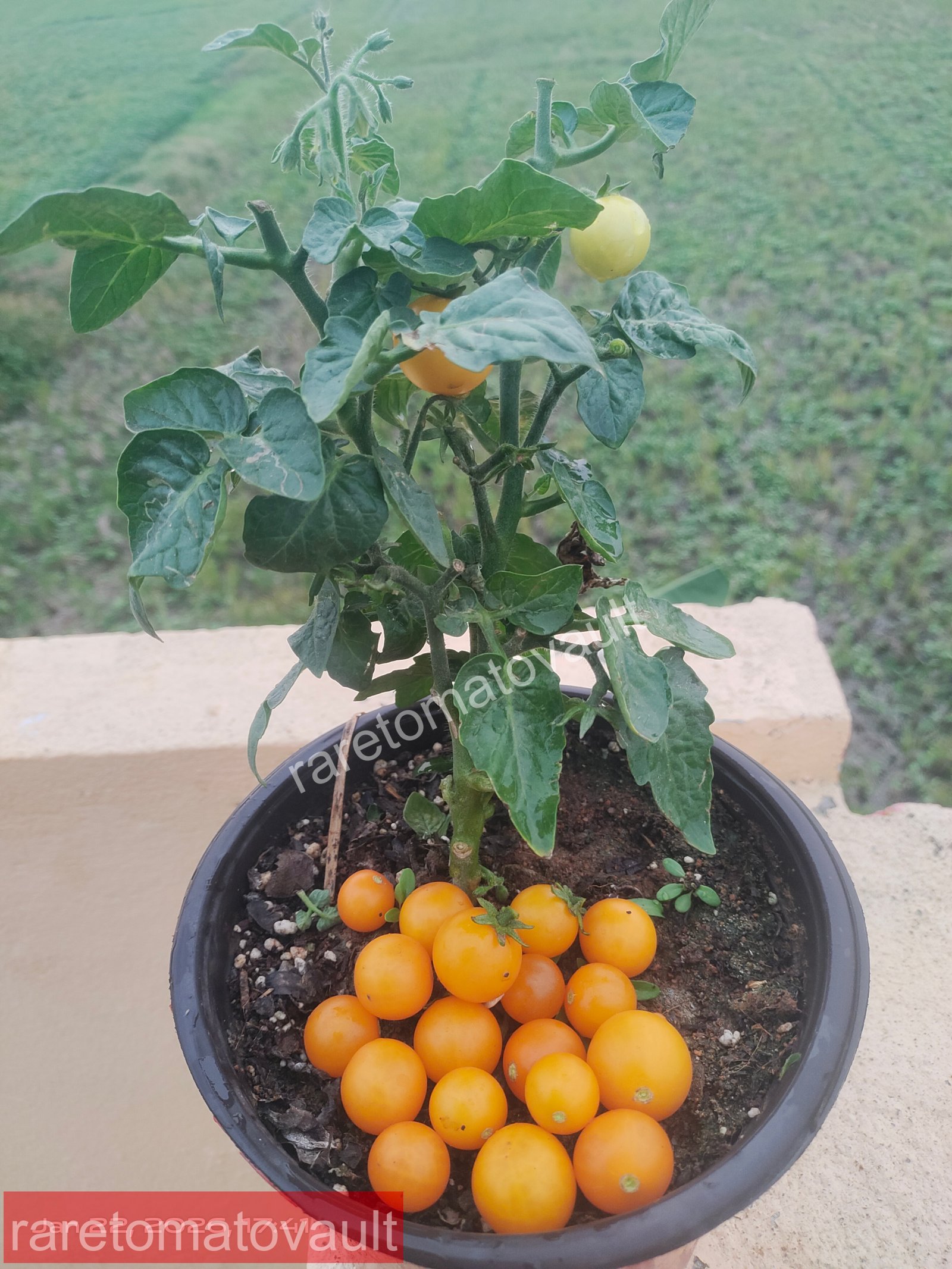 Pinocchio Orange Micro Dwarf Tomato