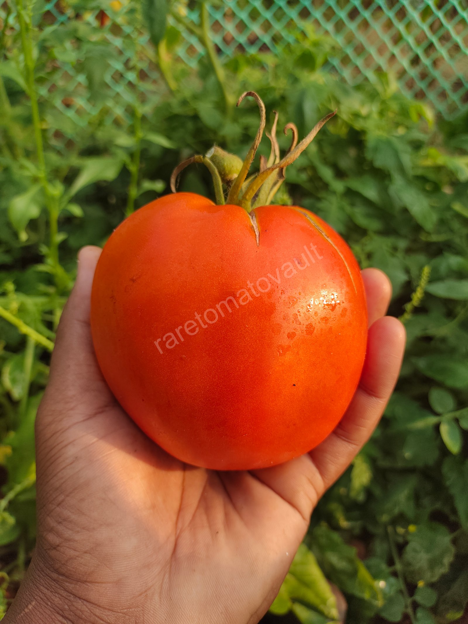 Amish Paste Tomato (1870's US heirloom)