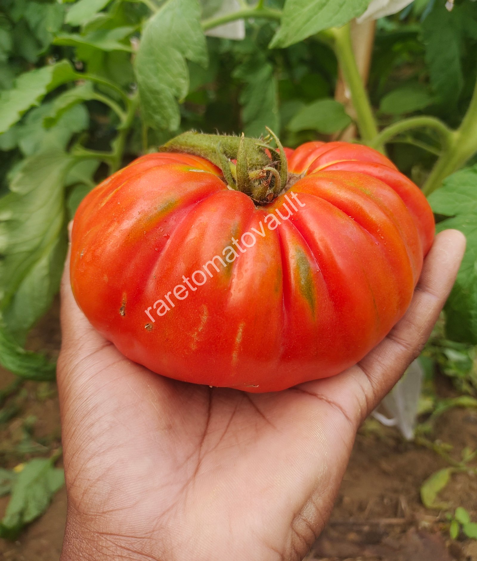 Ricco Di Parma (Italy Heirloom)