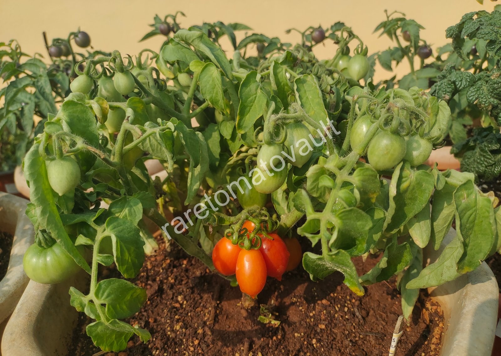 Hardins Miniature Micro Dwarf Tomato