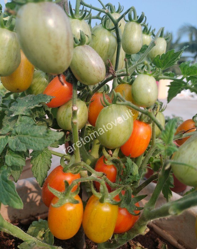 Golden Hour Micro Dwarf Tomato