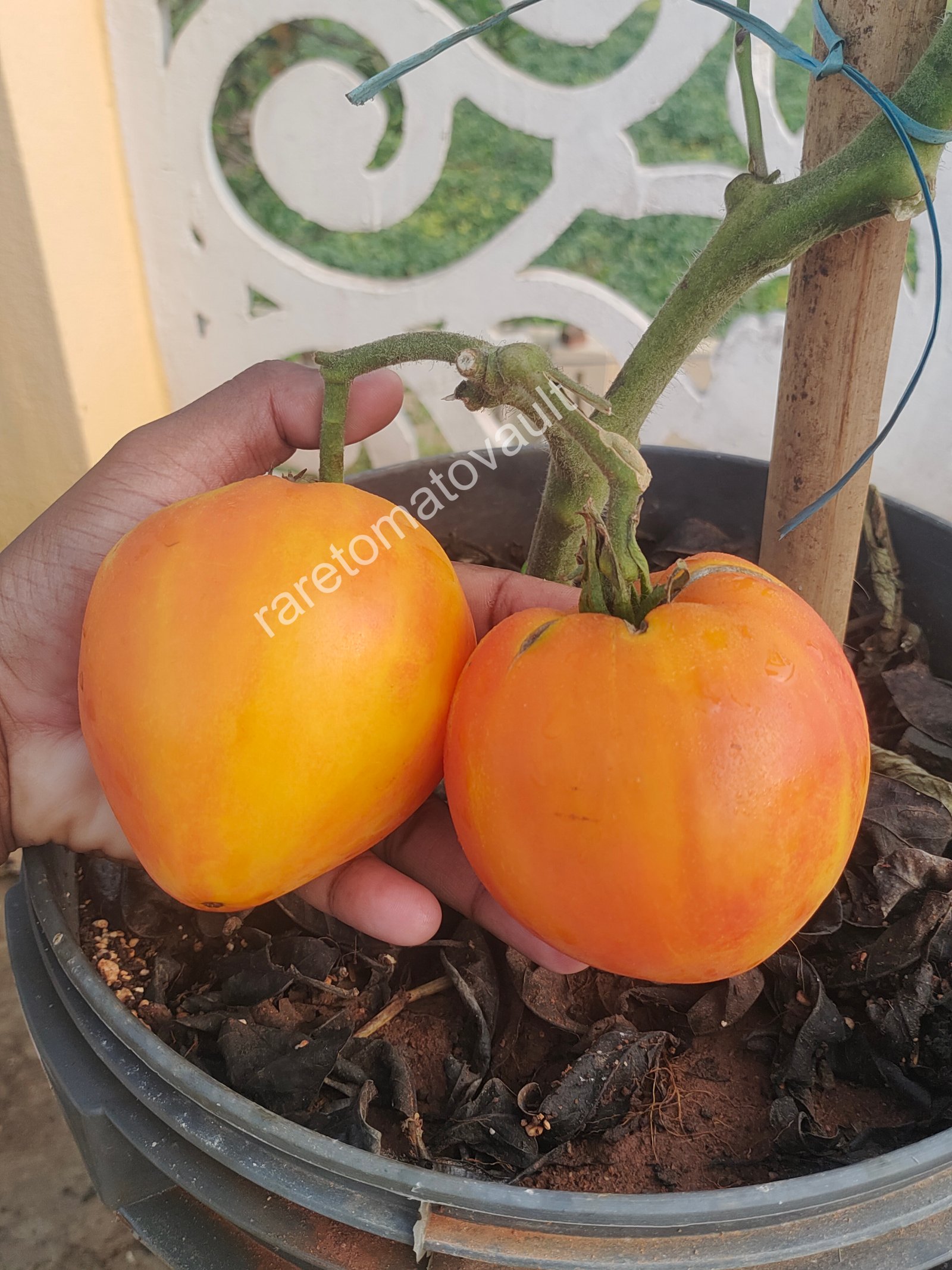 Cardinal On The Straw (Russia - Premium Heirloom)