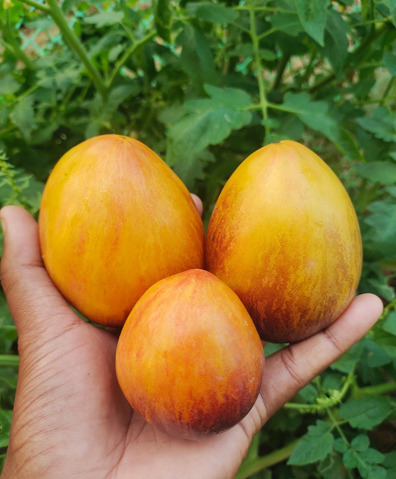 Top 10 Sofia Sakova Tomato Varieties You Must Grow in 2026
